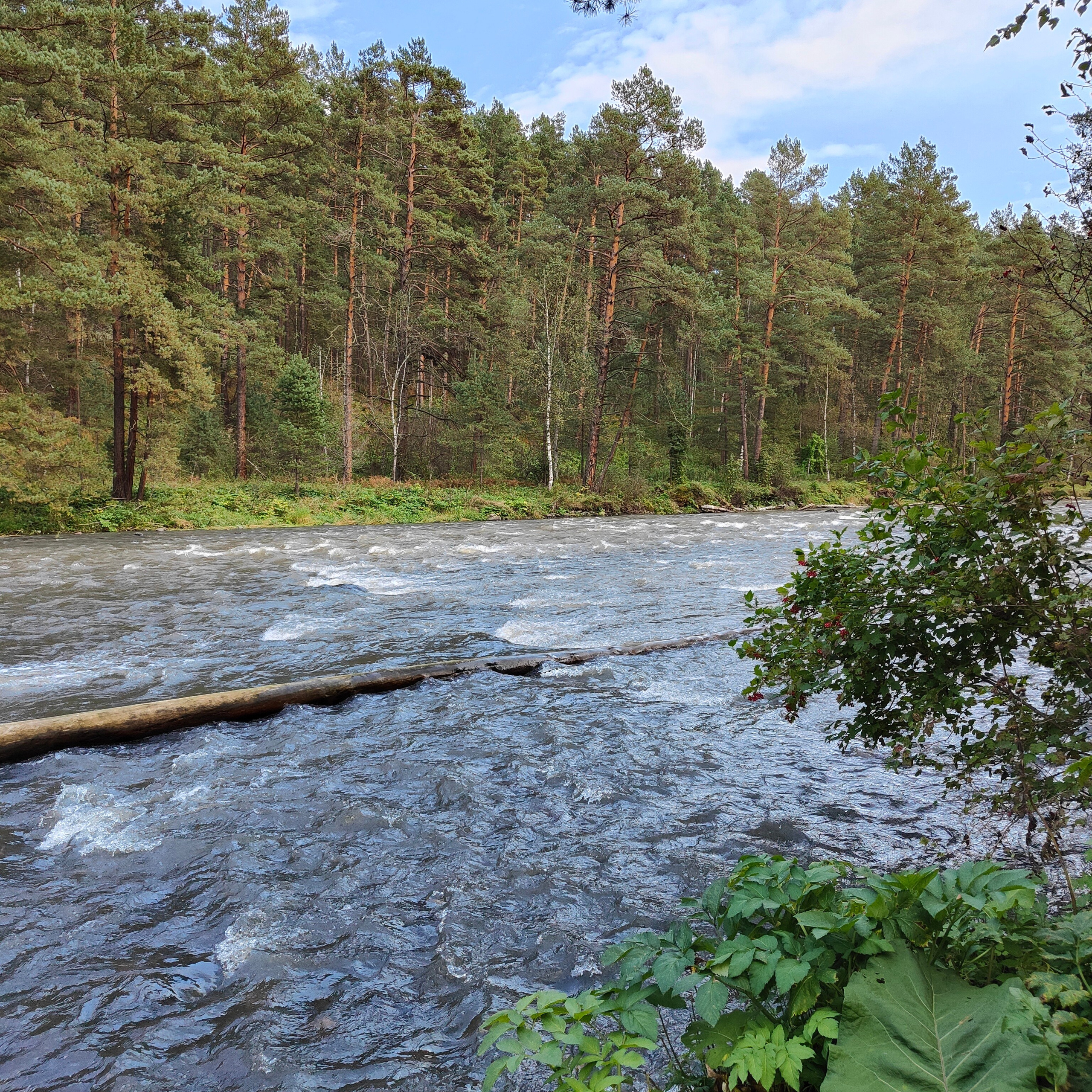 Панорамы Катуни и река Сема в Ботаническом саду. Фотограф-документалист Мария Осокина