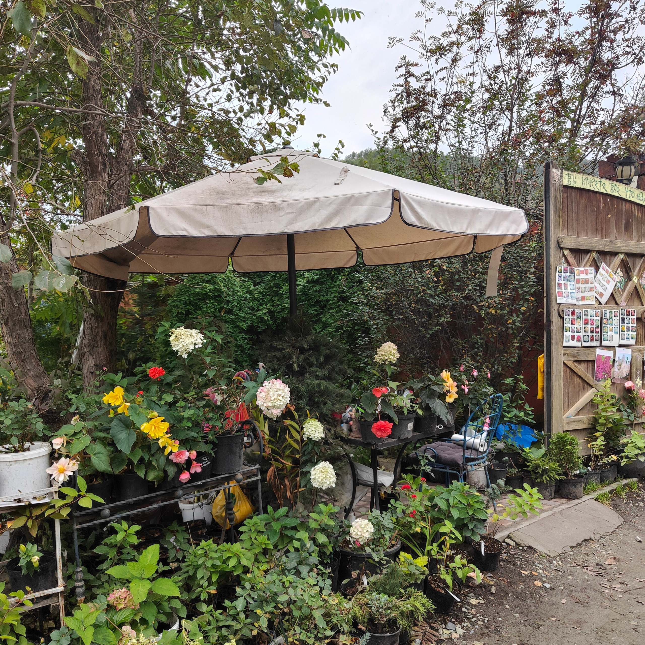 Зубы Дракона и солнечный подарок. Сад пионов. Фотограф-документалист Мария Осокина