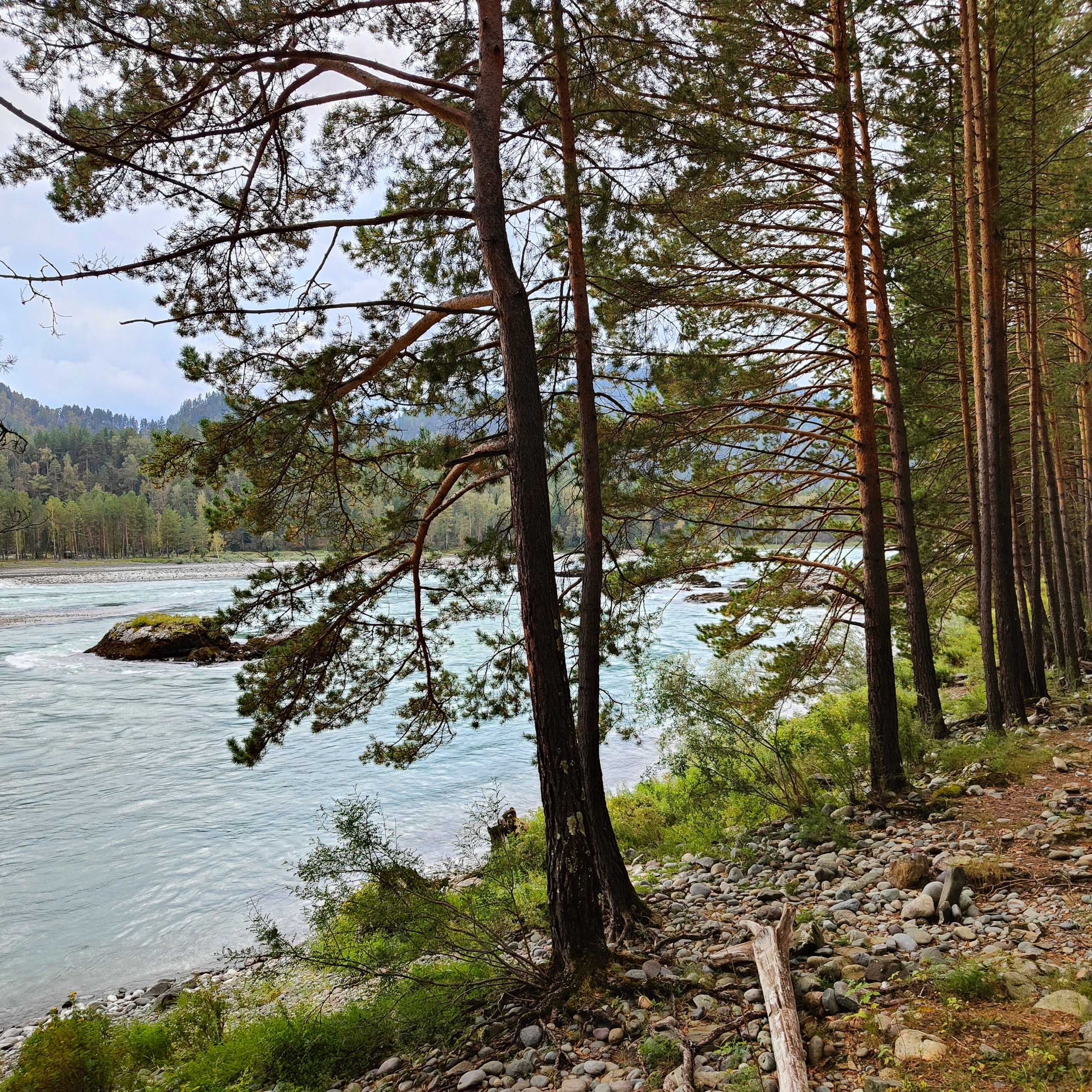 Ловим солнце, от Чемала до Камлака. Утренняя Катунь и осенний Ботанический сад. Фотограф-документалист Мария Осокина