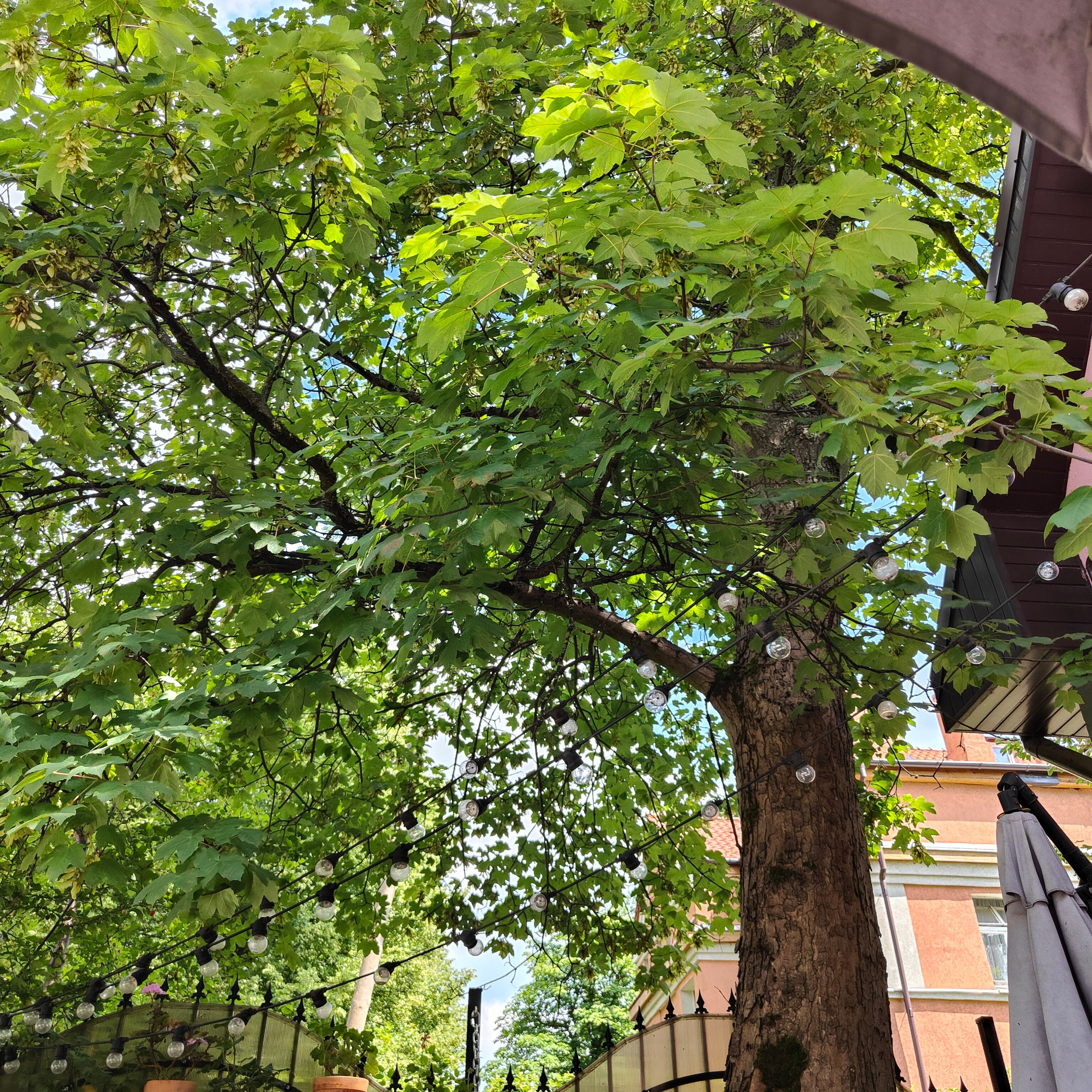 Калининградский стрит. От Amalienau Breakfast до кафе Толстой. Фотограф-документалист Мария Осокина
