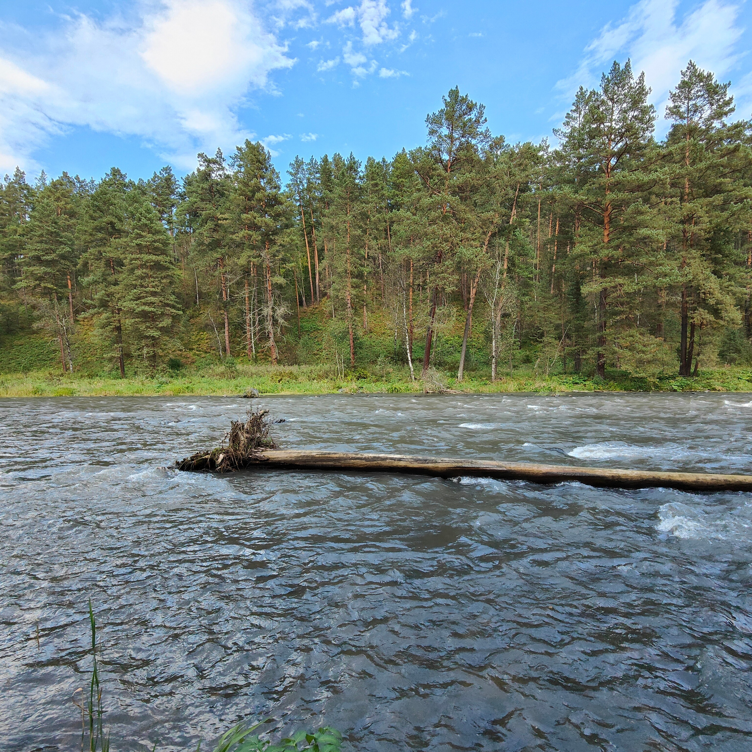 Панорамы Катуни и река Сема в Ботаническом саду. Фотограф-документалист Мария Осокина