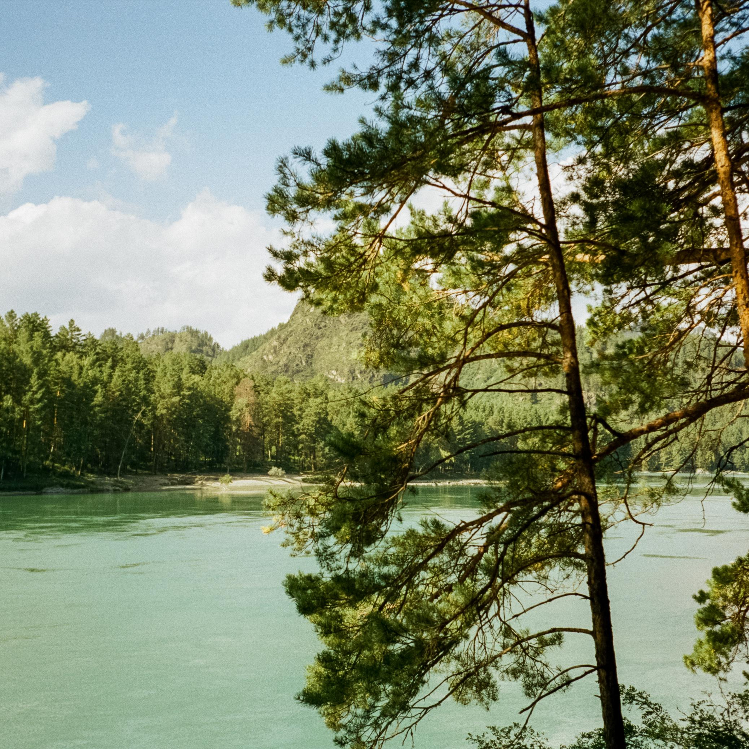 База Altai Star: сосновый лес, теремки и берег Катуни