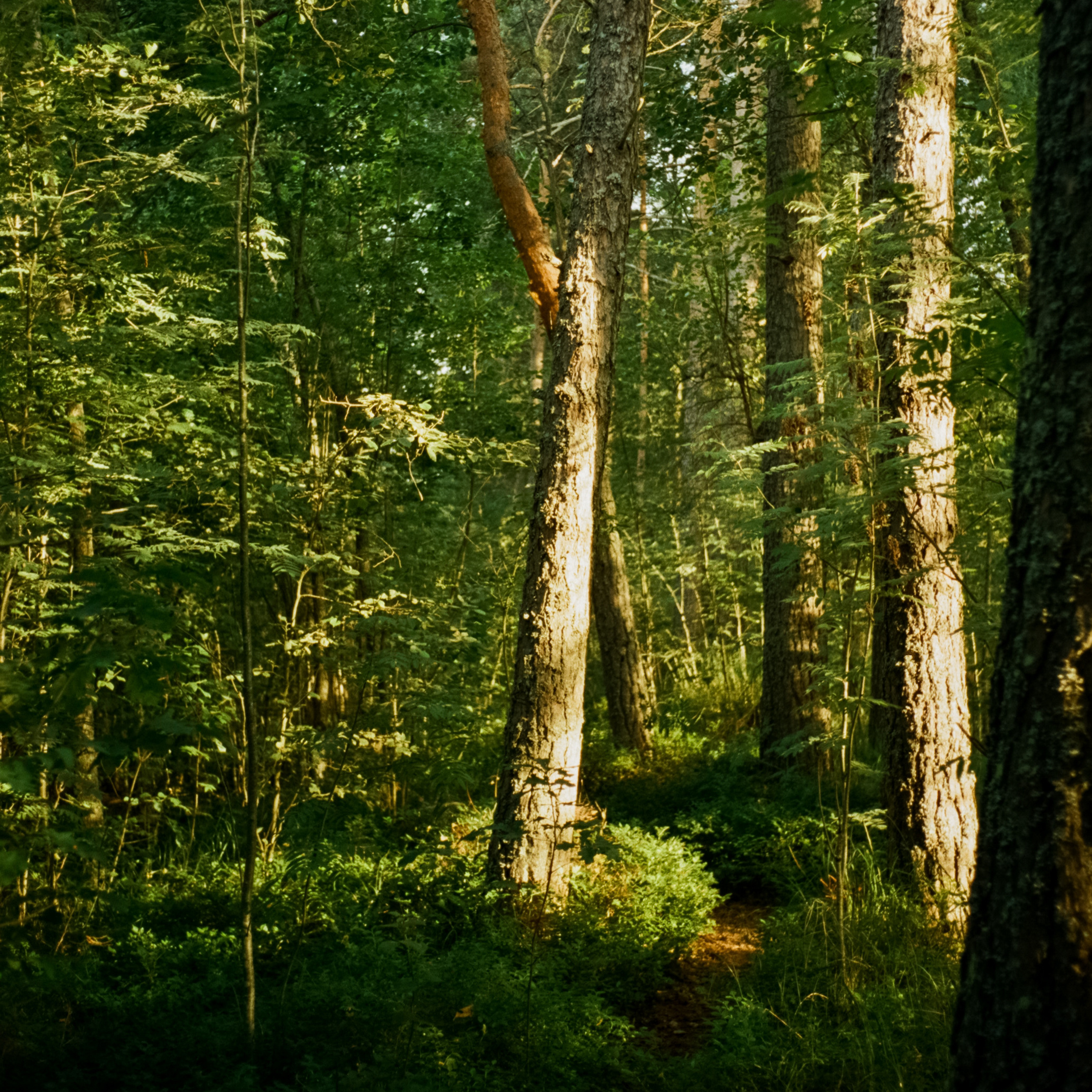 Вечер на озере Отрадное