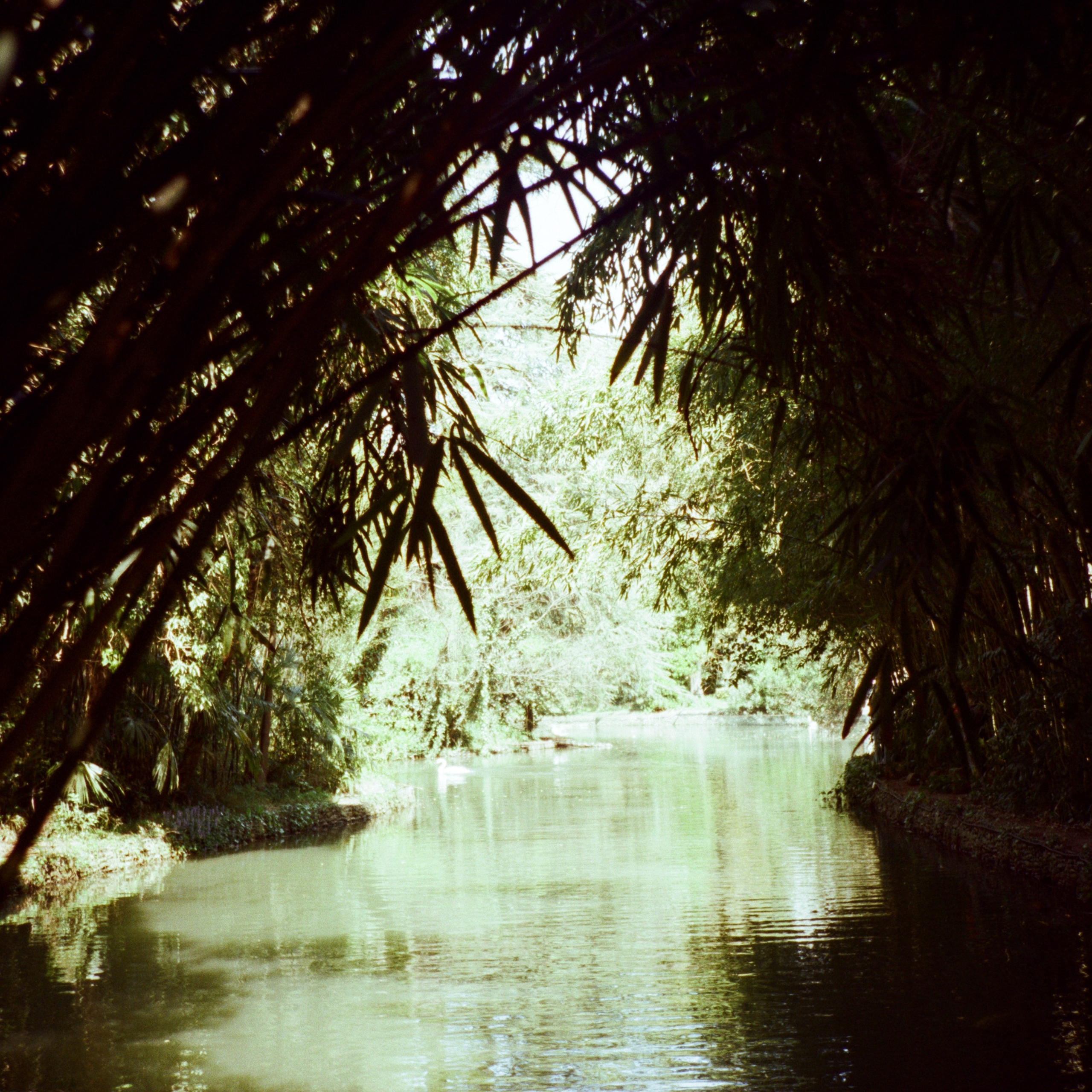 Экзотика Южных культур