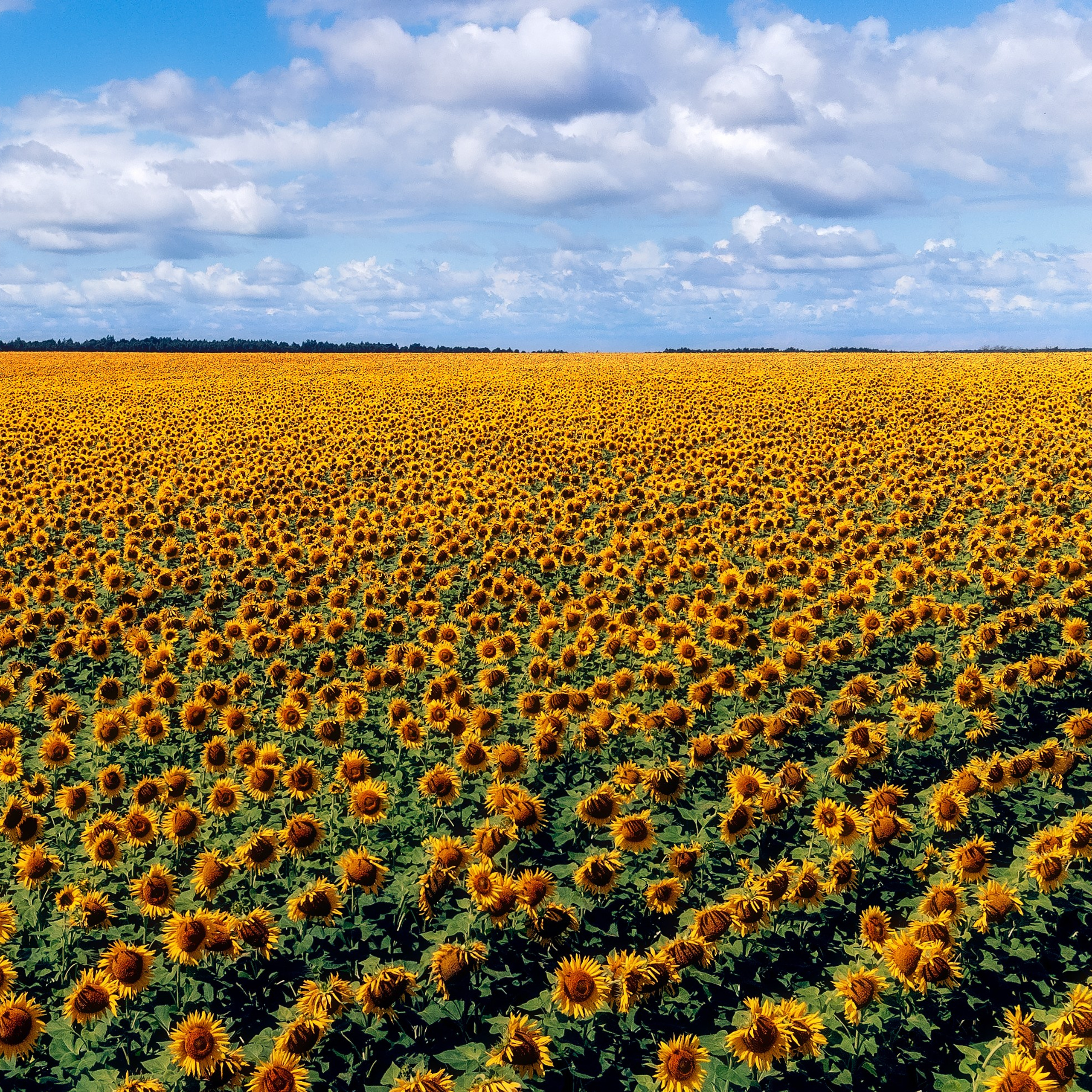 Sunflowers