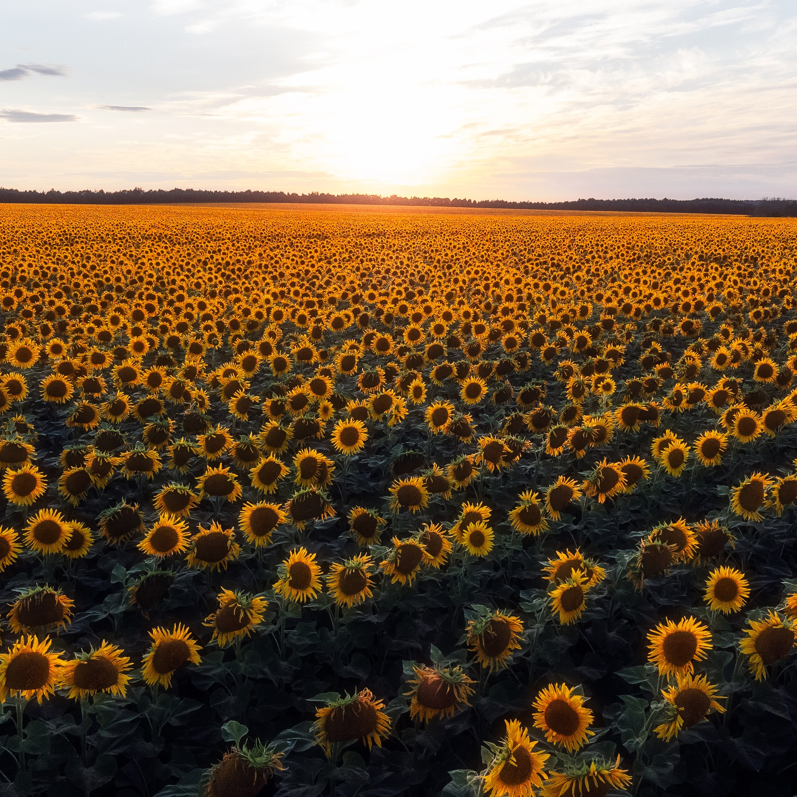 Тульская область, подсолнухи