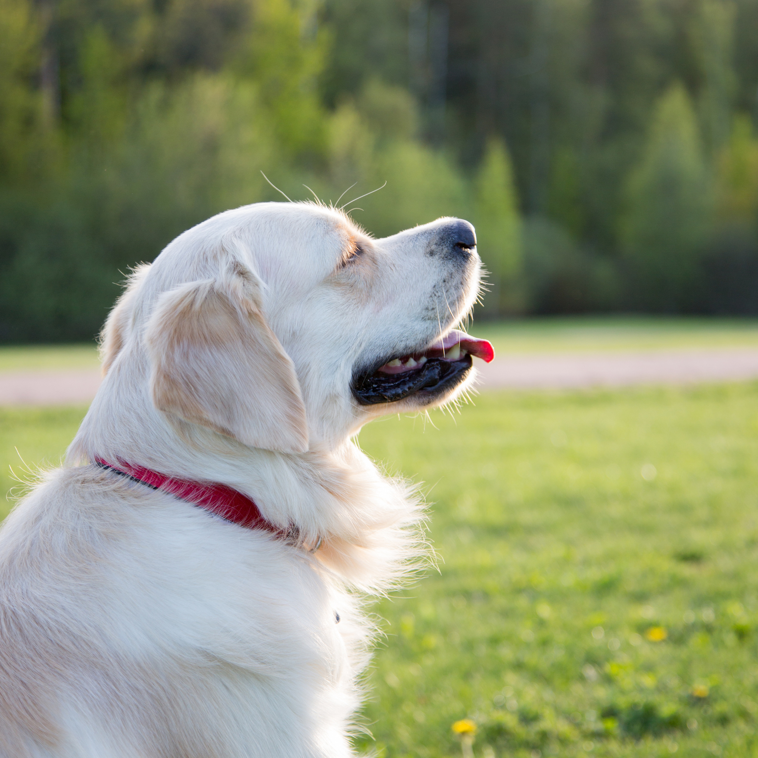 Отзывы. Фотограф Дроздова Анна