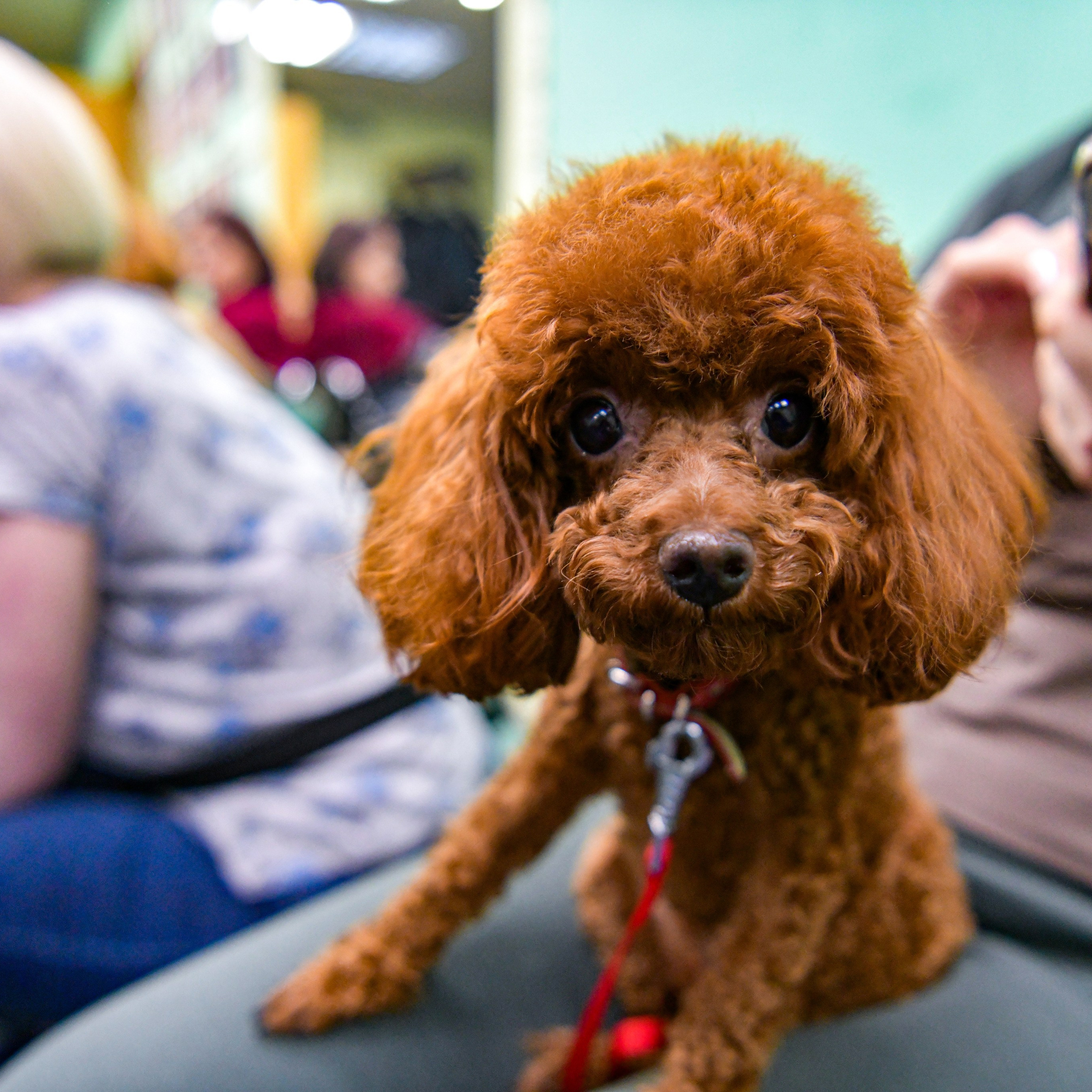 Кинологический клуб «Бодрый хвост»