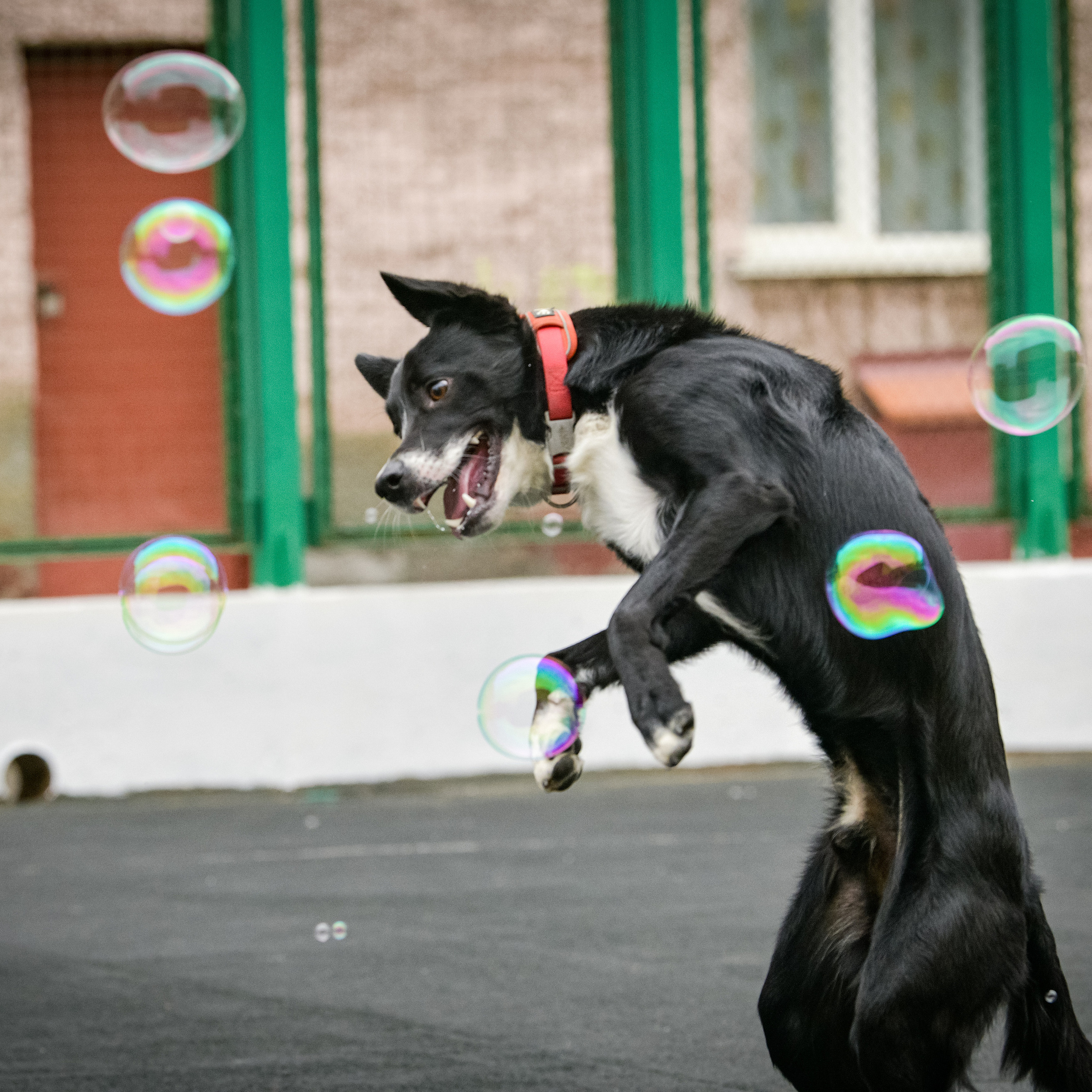 Бордер-колли Семён