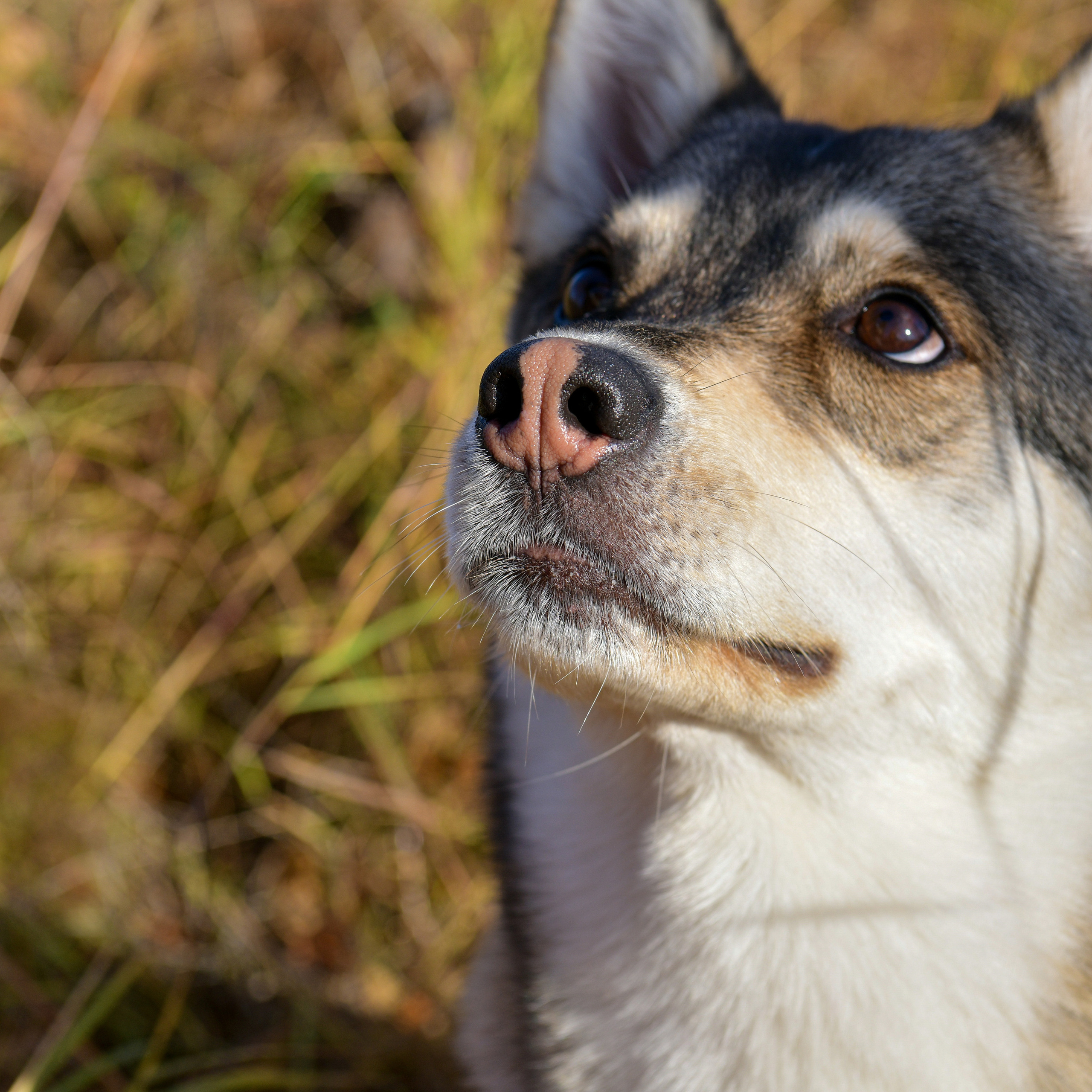 Ноузворк 17 сентября 2023