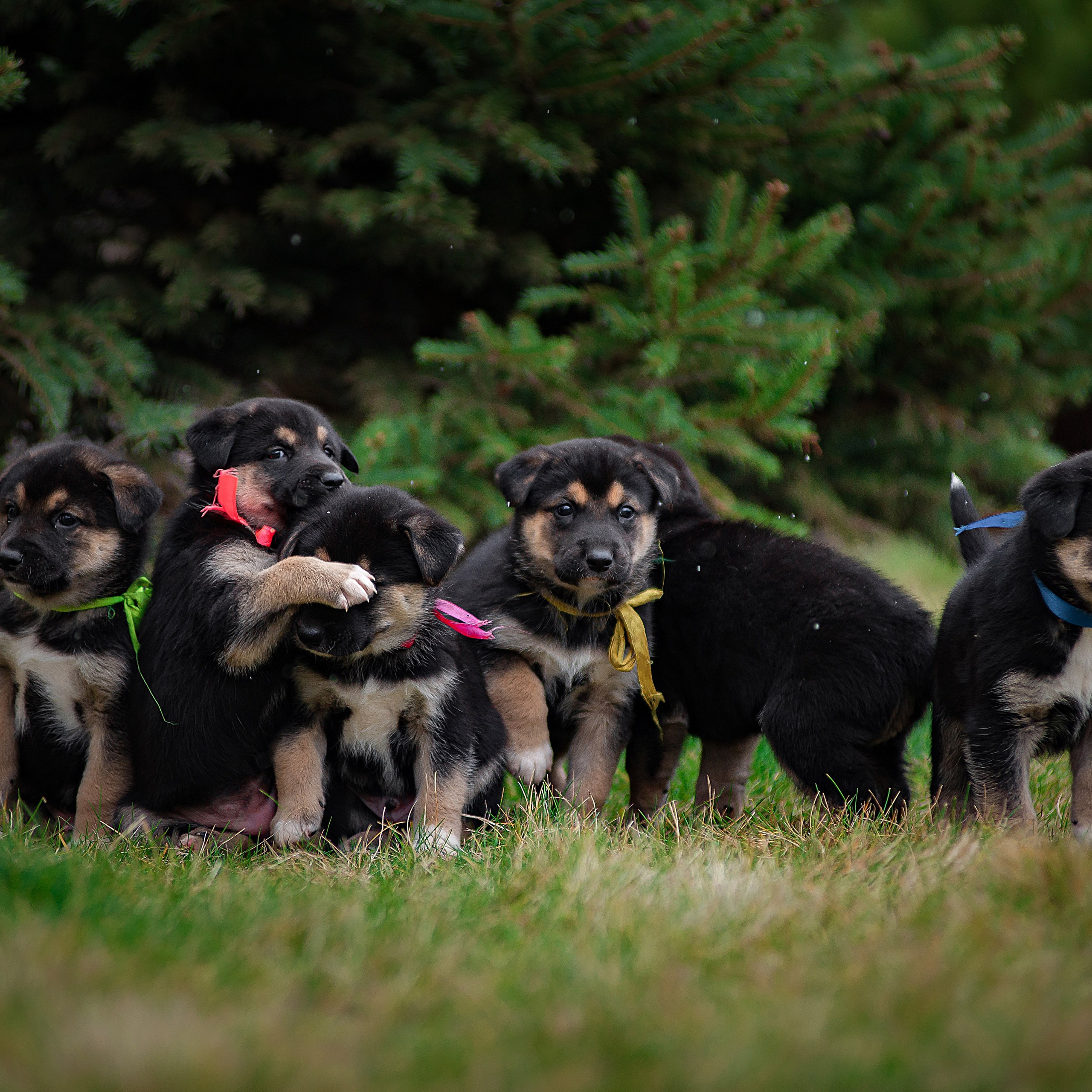 Отзывы. Детский и семейный фотограф в Пензе Камалова Анастасия
