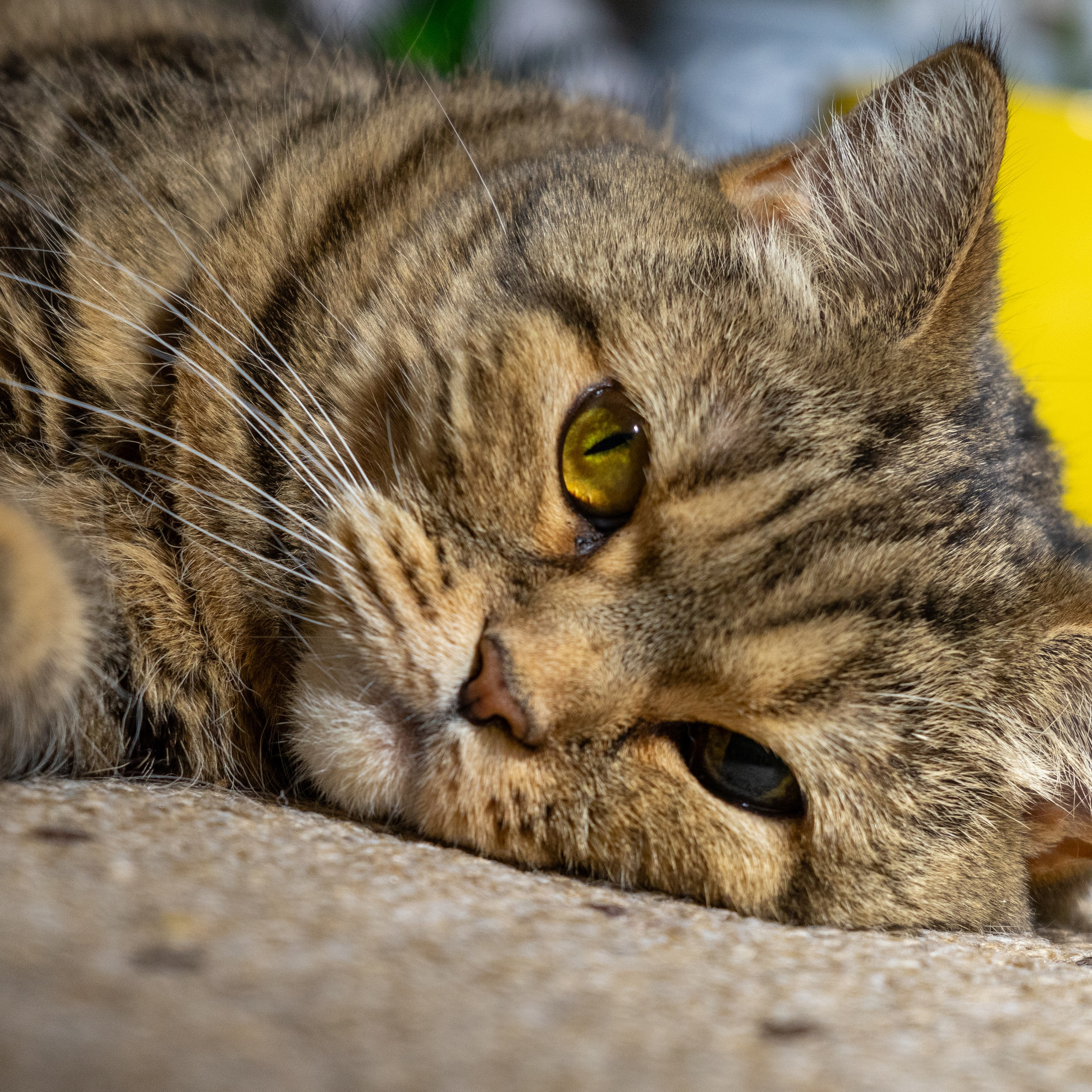 Любимые животные