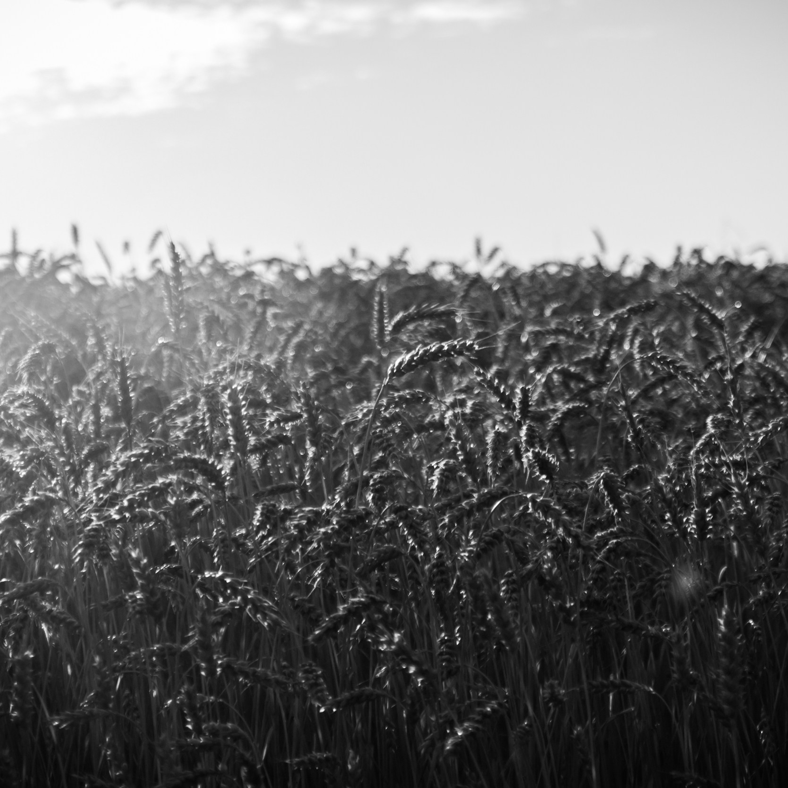 Творческое. Black-and-White. Фотограф пейзажист Станислав Пихтелев (Москва)