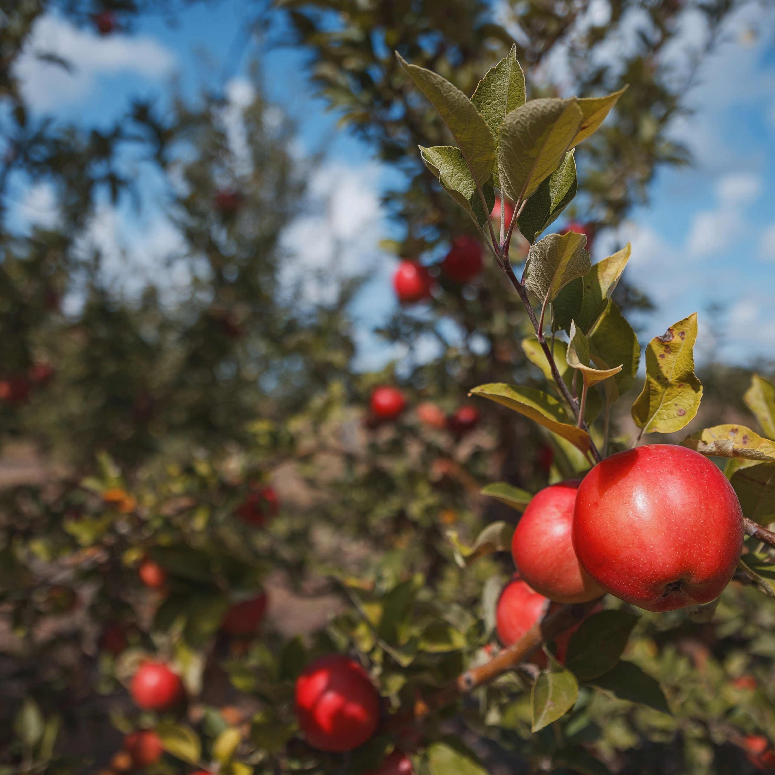 Отзывы. Свадебный и репортажный фотограф в Волгограде Антон Сидоренко