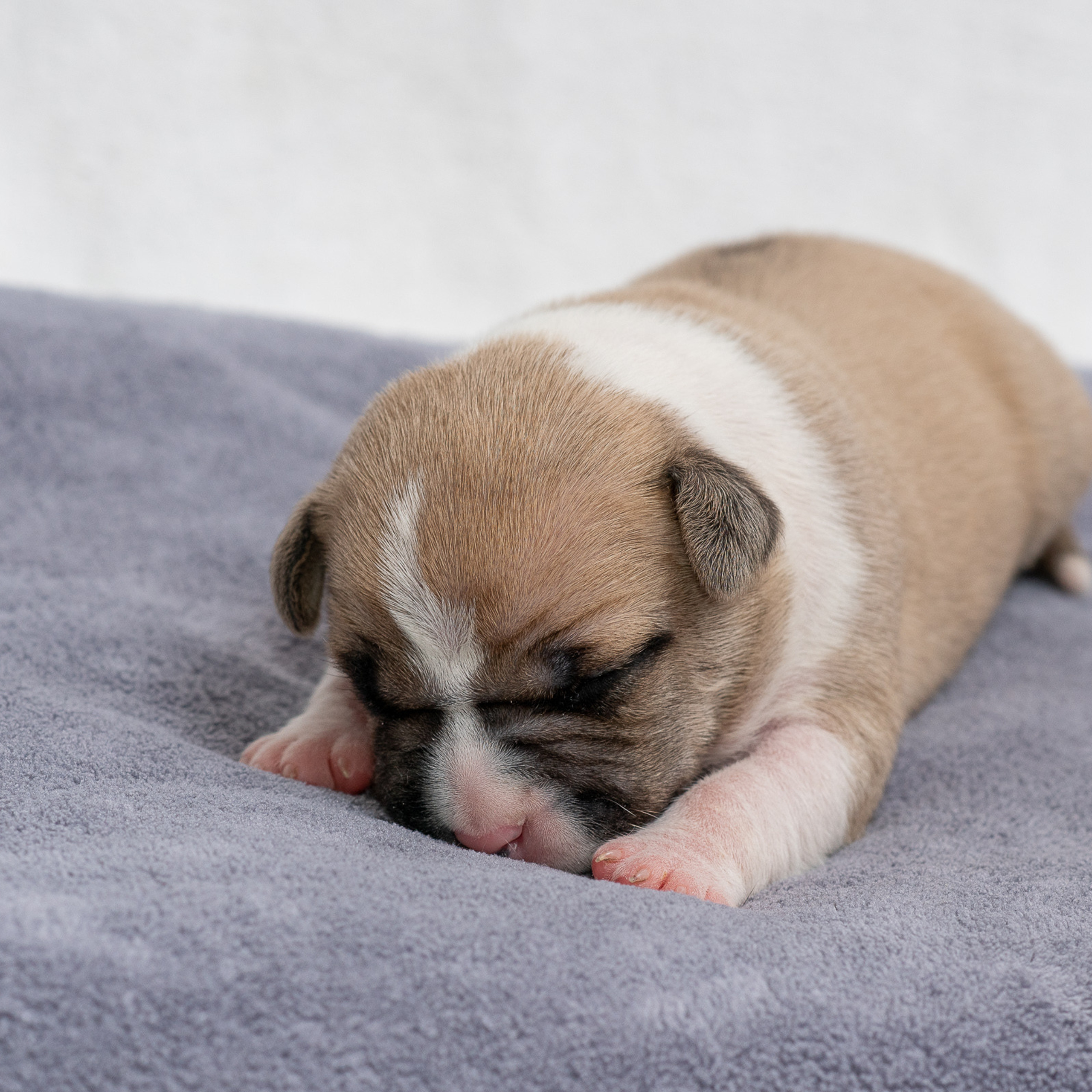 Водгукі. Вясельны і партрэтны фатограф Сяргей Клемянок