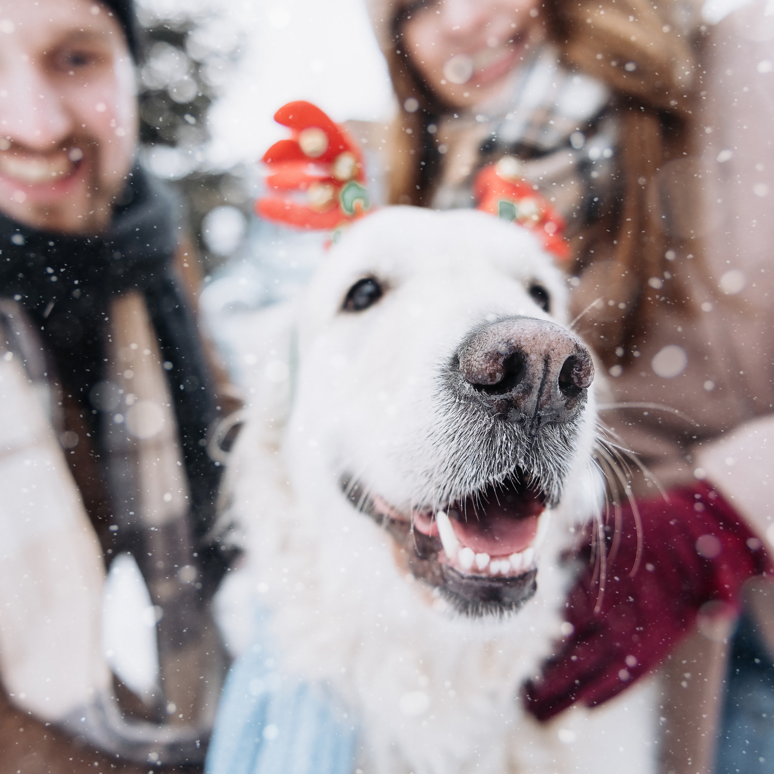 Холодный нос