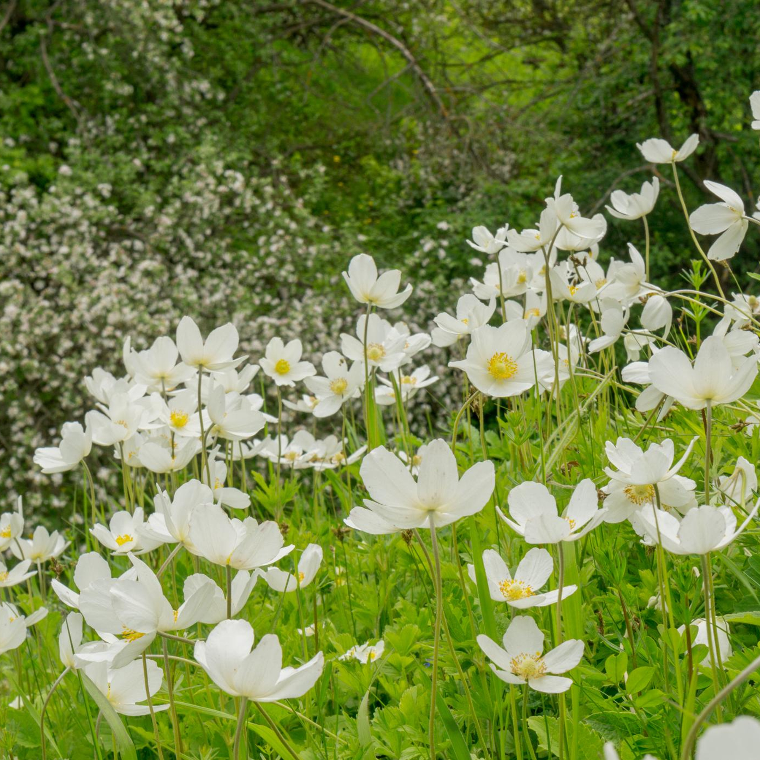 Просторы Алексина.