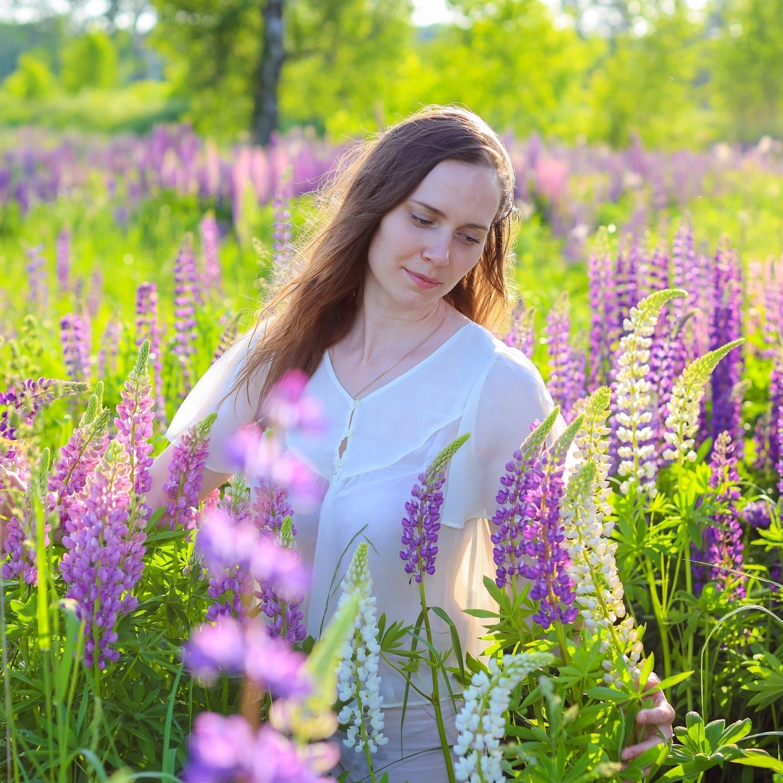 Прогулка на поле люпинов.