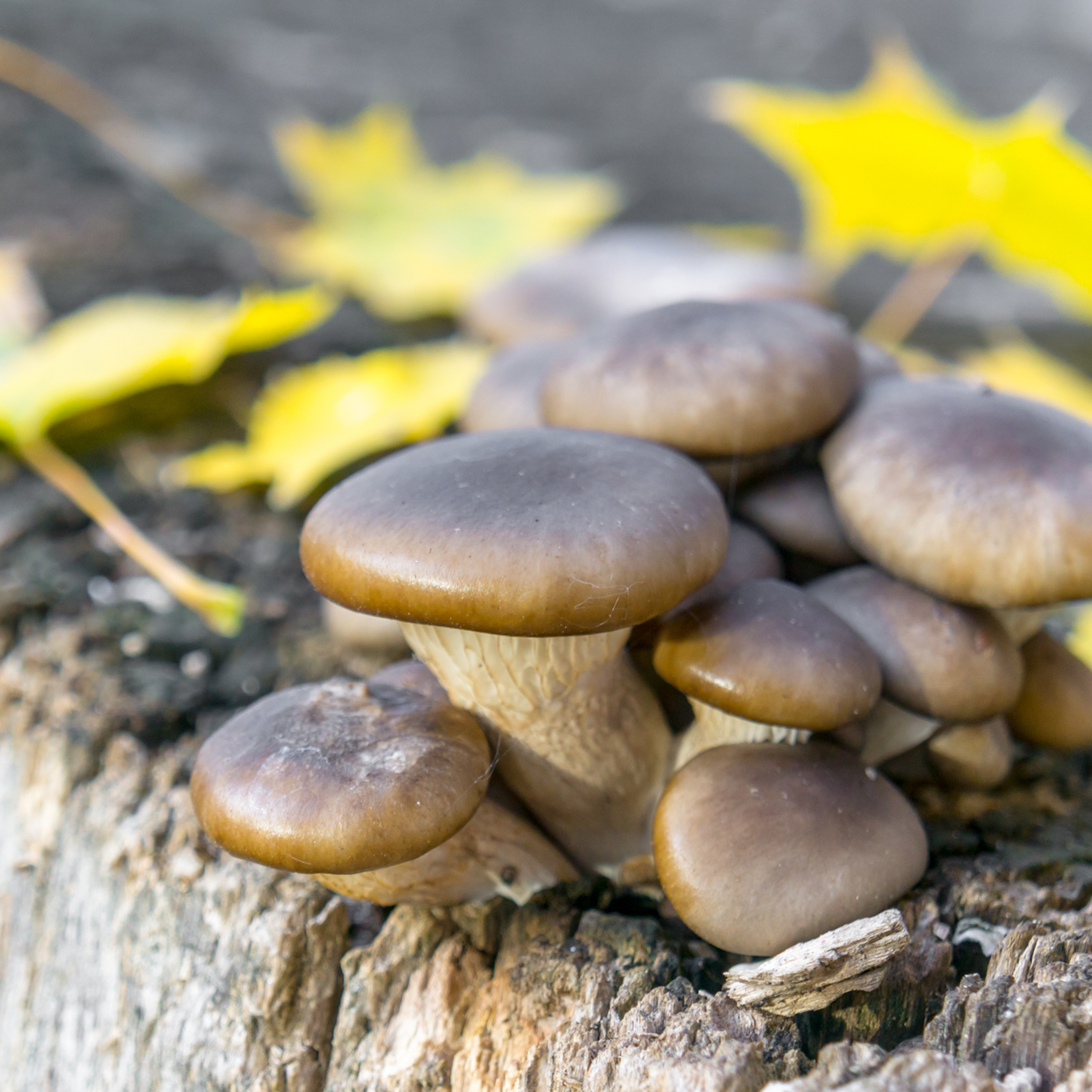 Золотая осень в Туле