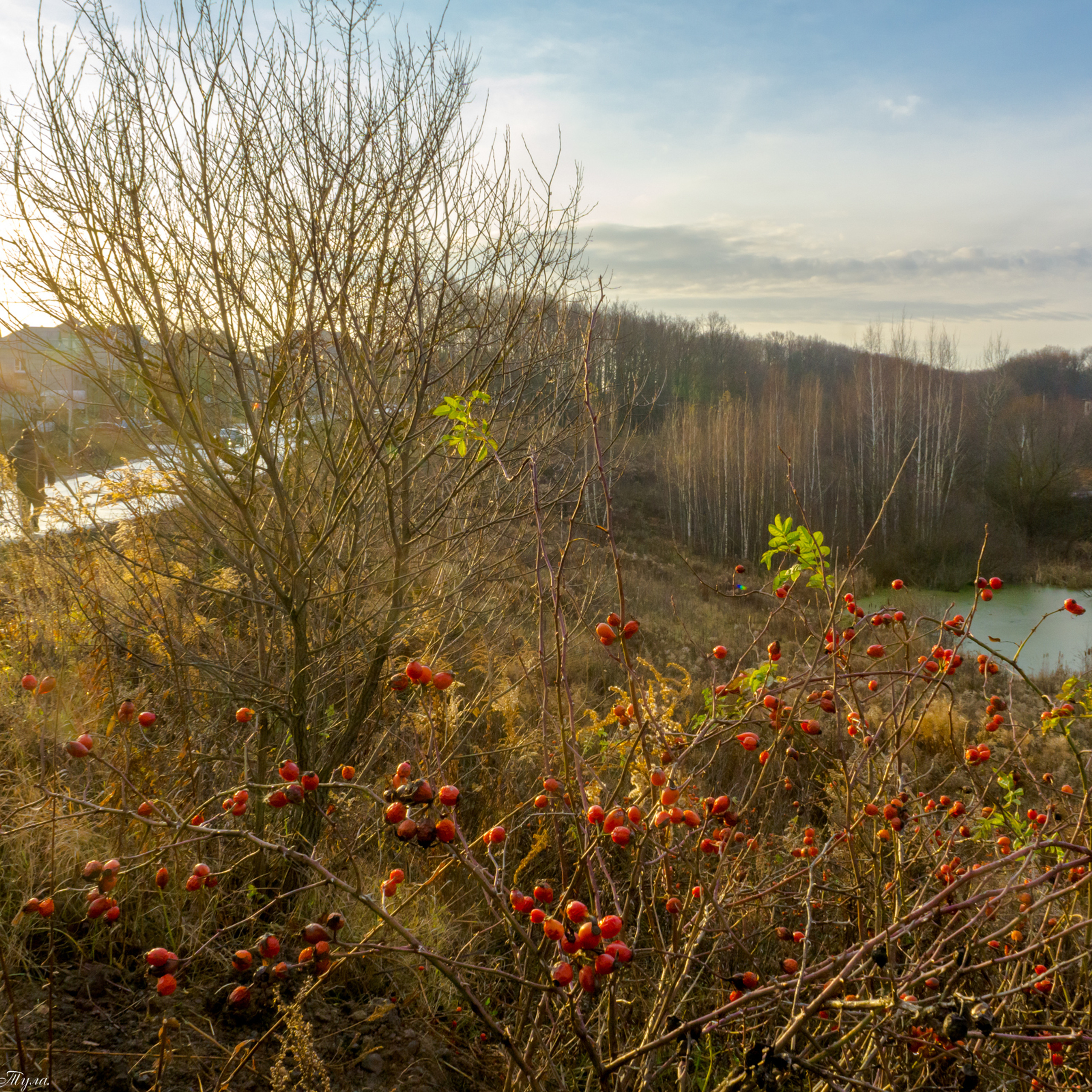 Осень в поселке Басово-Прудный и деревне Старое Басово г. Тула