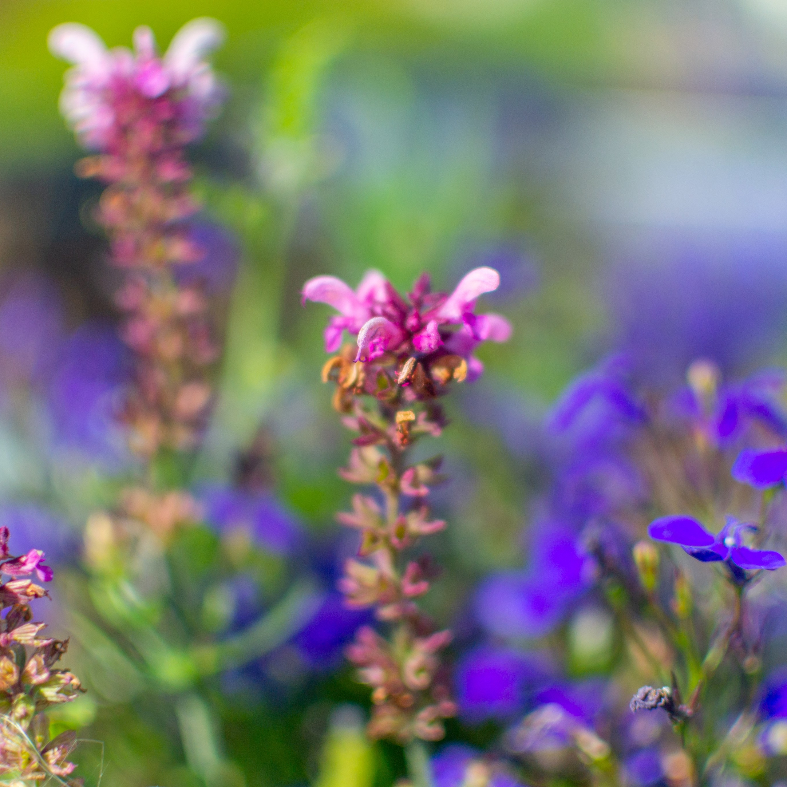 Тульская областная онкологическая больница (лето-цветы, NIKON D3100 35 мм F1,8))