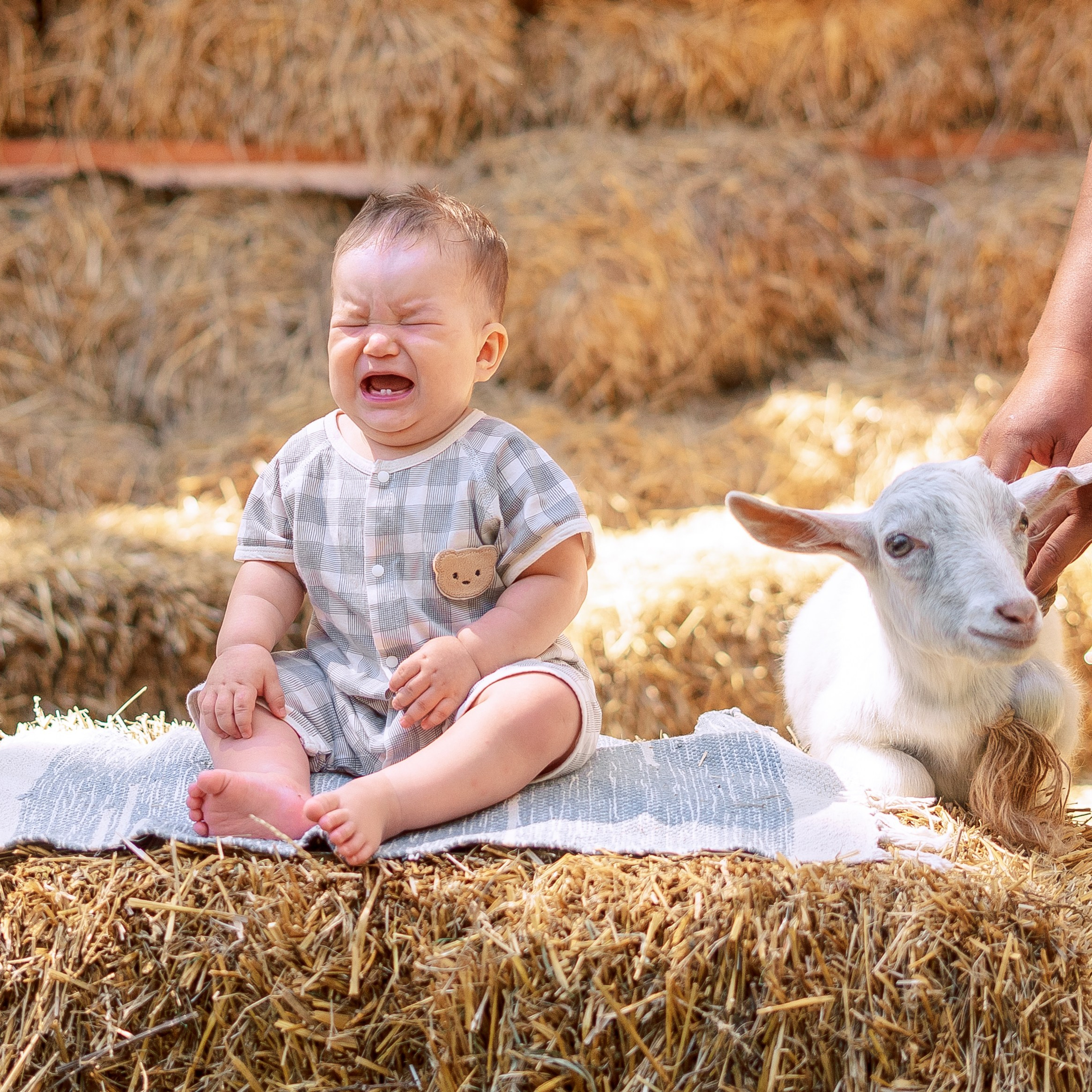 Годик Платону