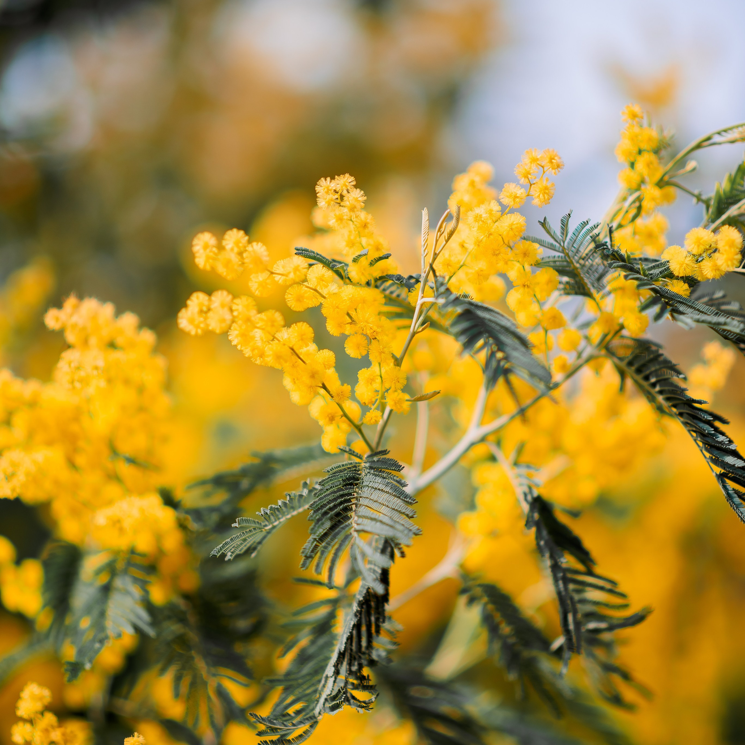 Отзывы. Семейный и женский фотограф Лоо Краснодар Сочи Энем Татьяна Трибурт