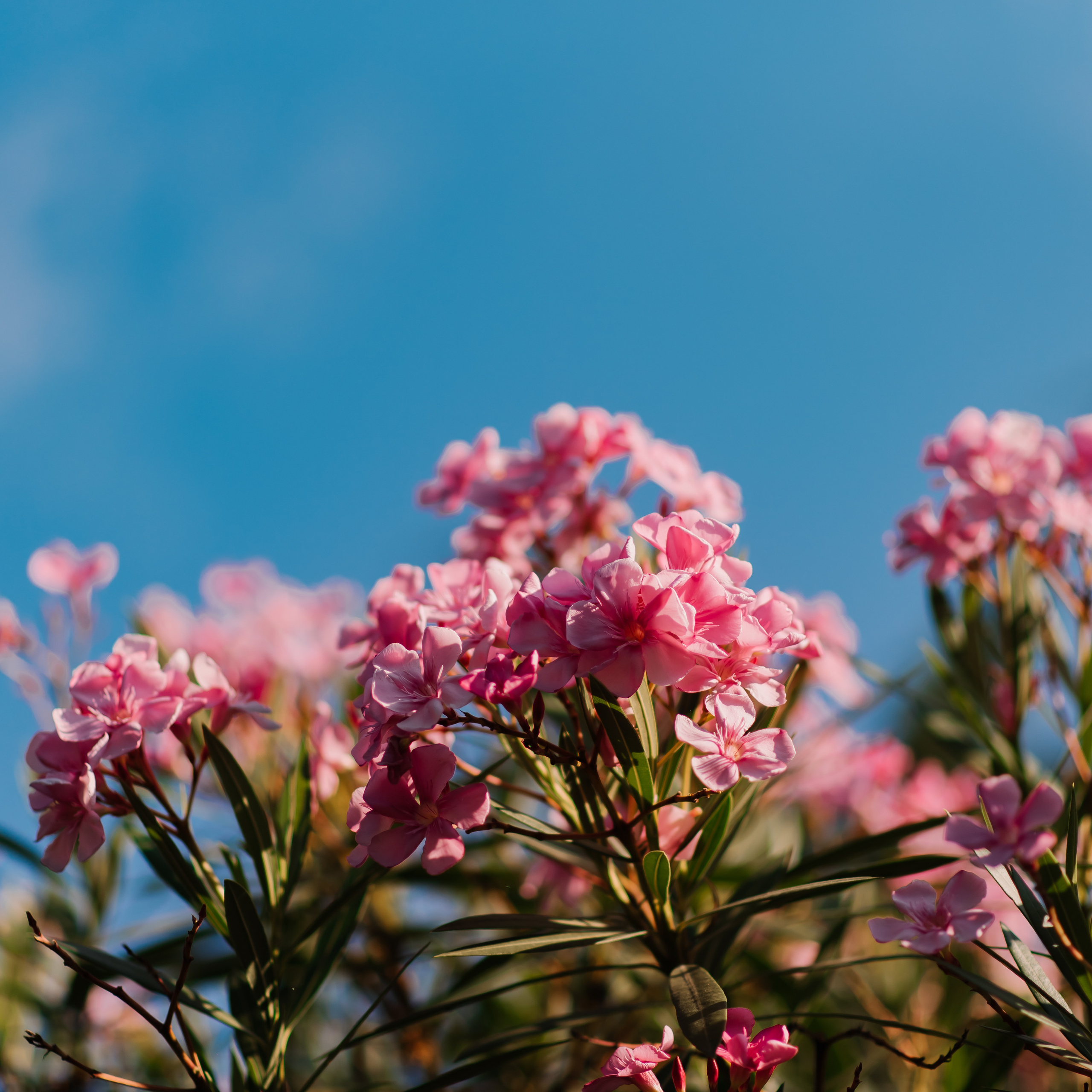 Отзывы. Семейный и женский фотограф Лоо Краснодар Сочи Энем Татьяна Трибурт