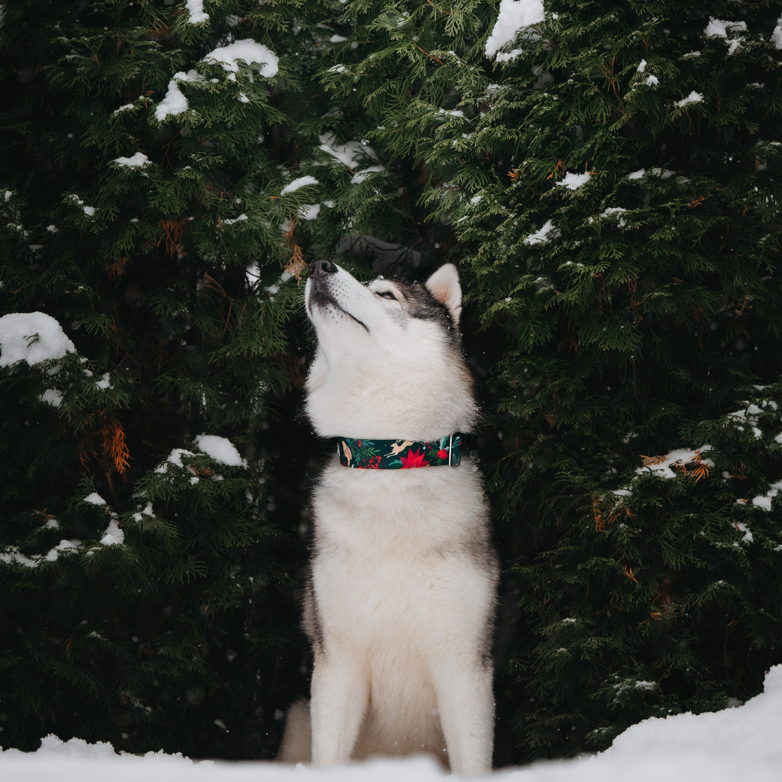 Bender&Frai. Зимняя коллекция