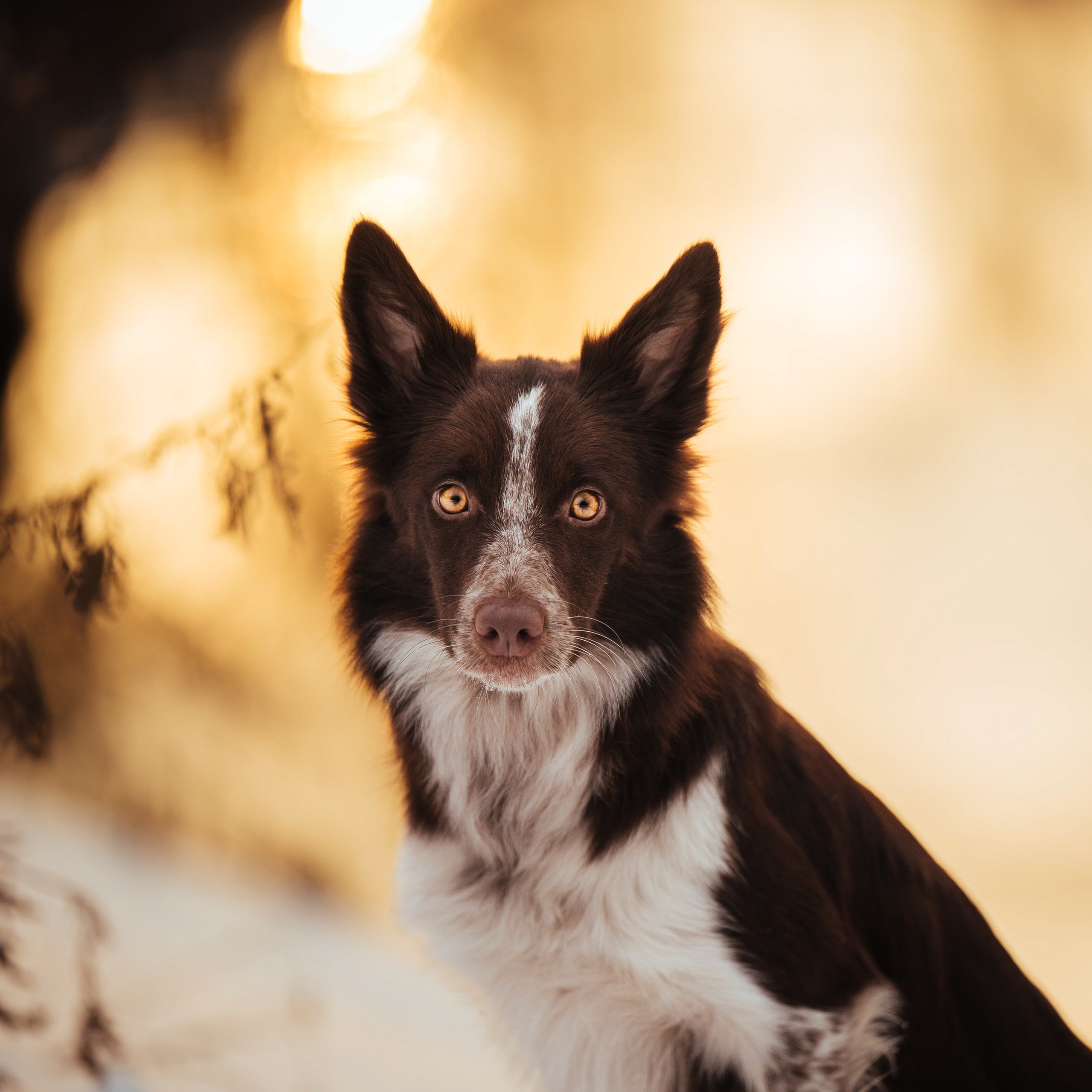 Даша и Мика