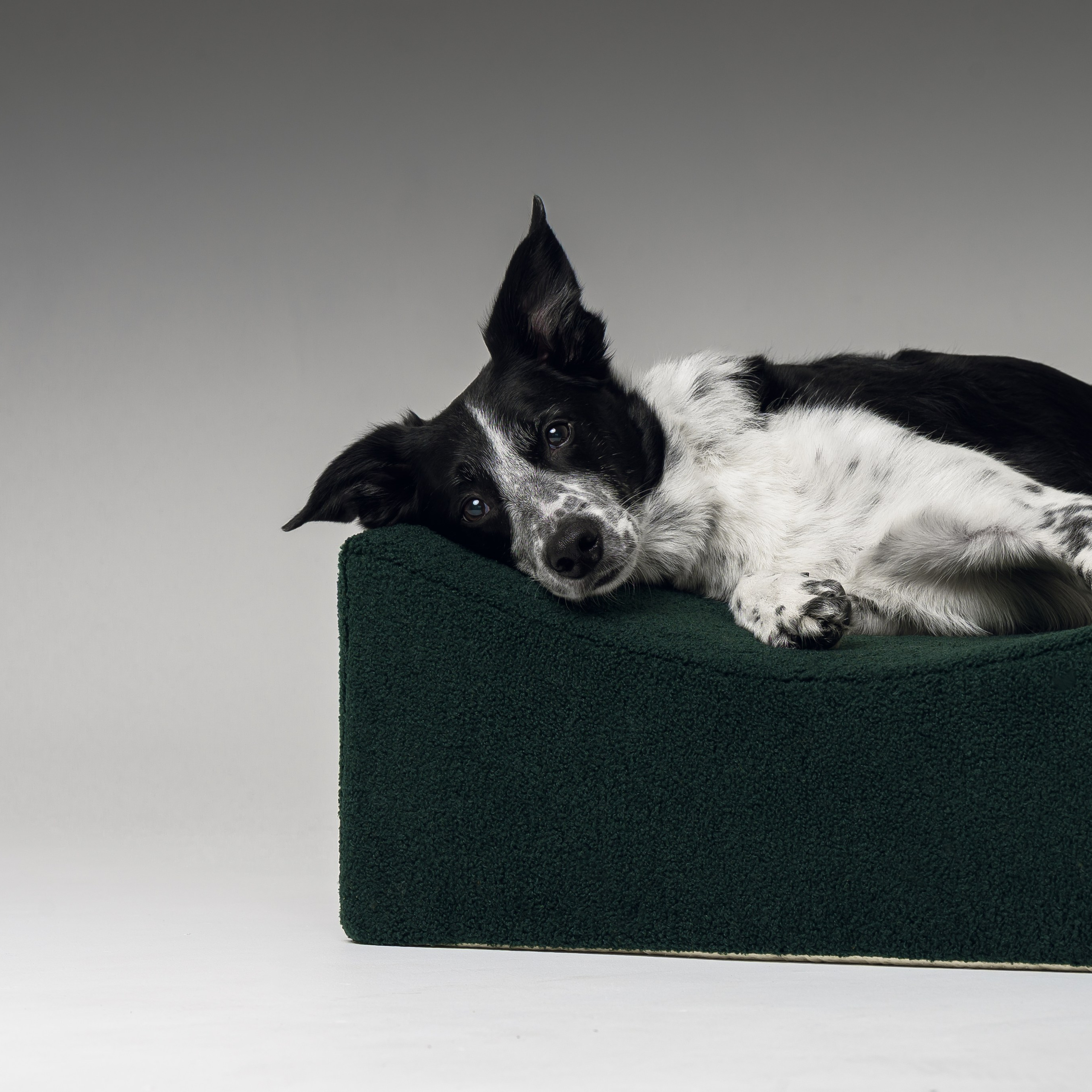 Chilldog