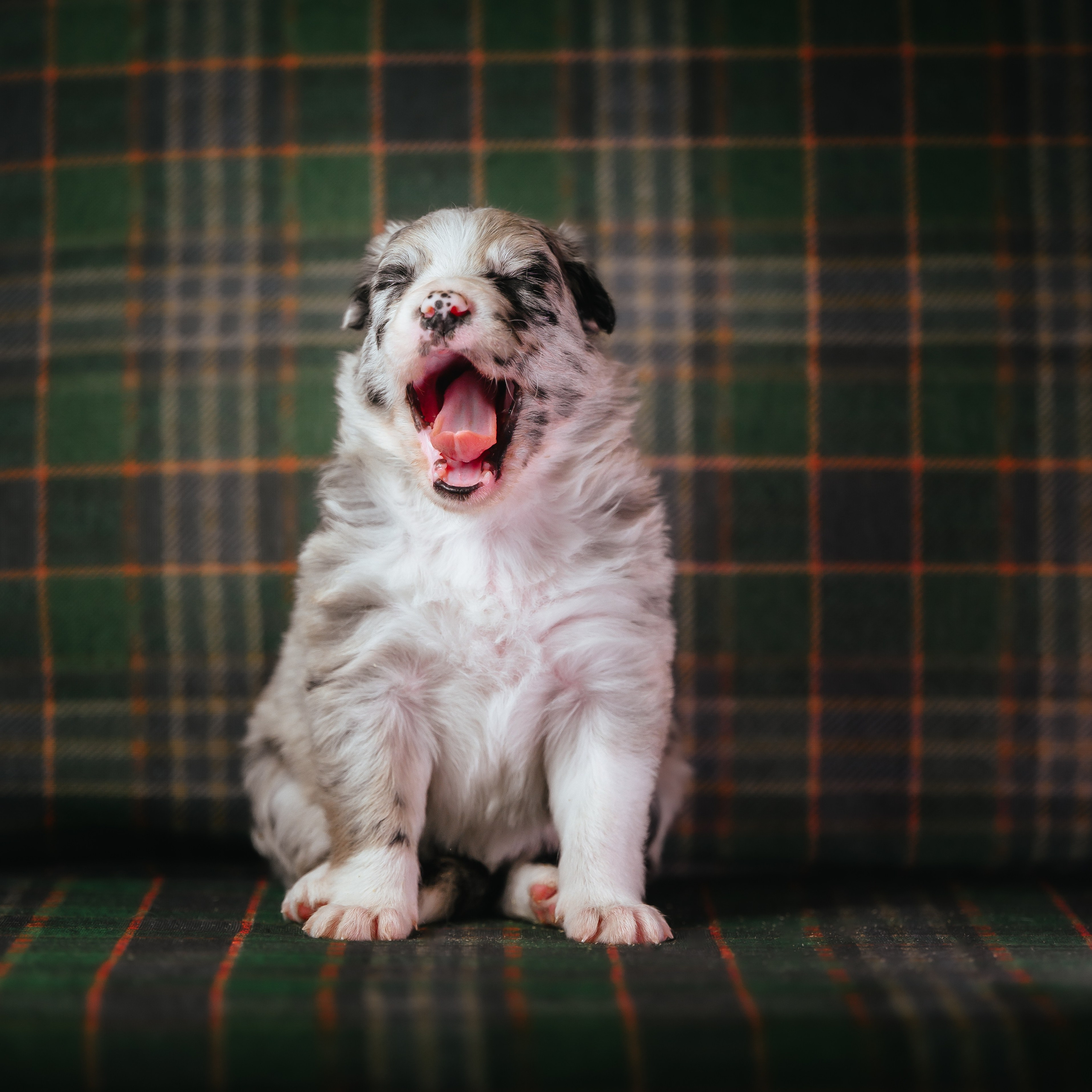 Бордер колли