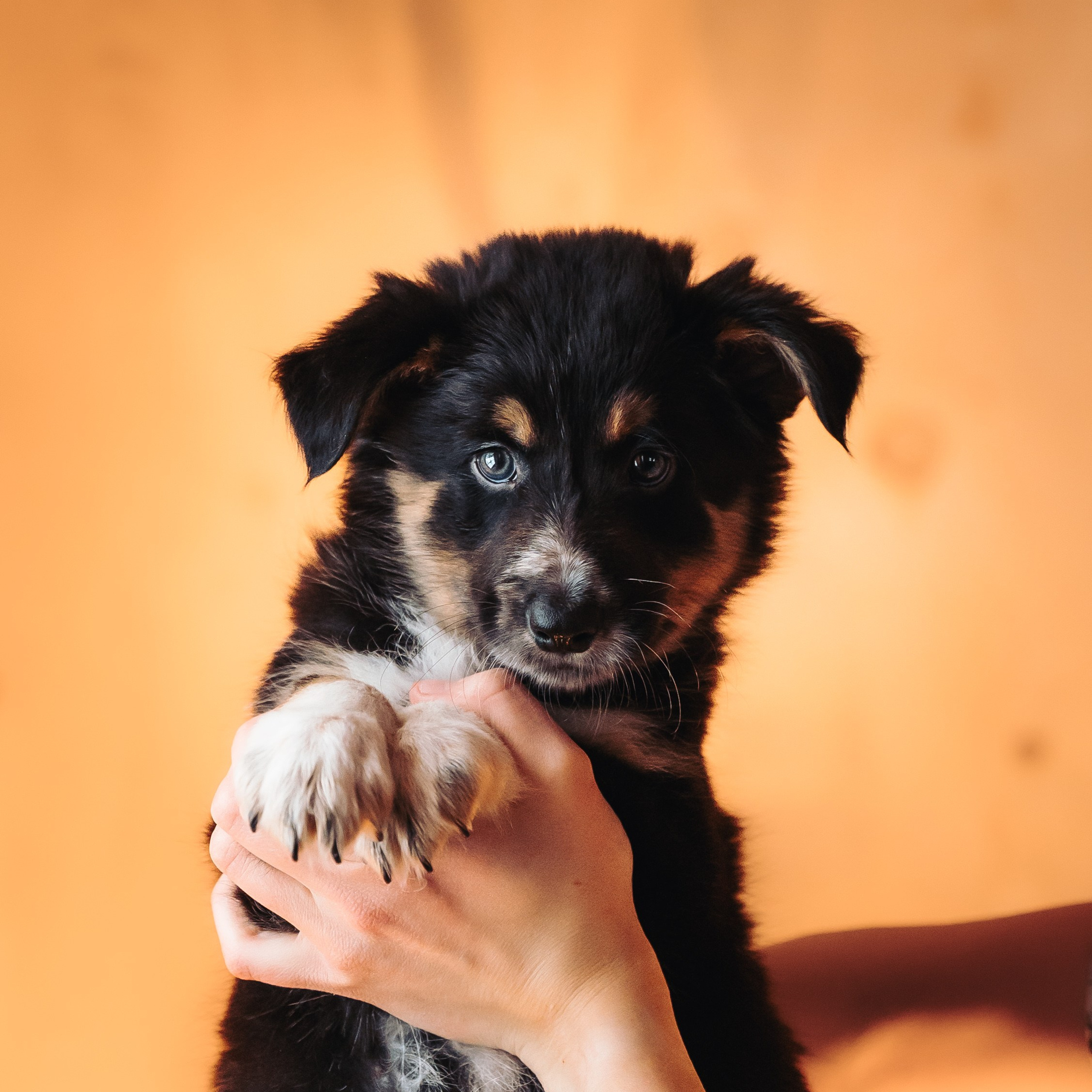 Бордер колли