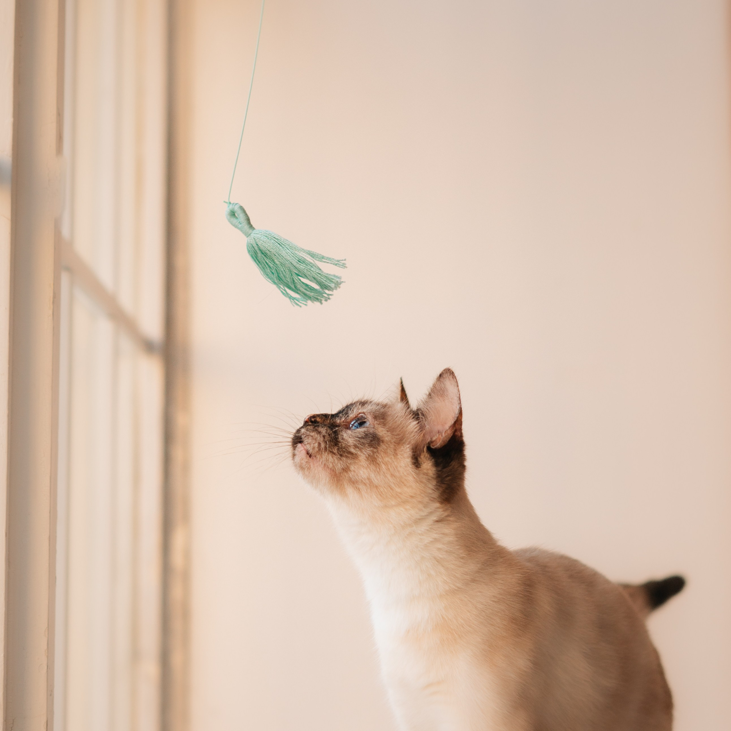 Cosmodog. Миски и лакомства