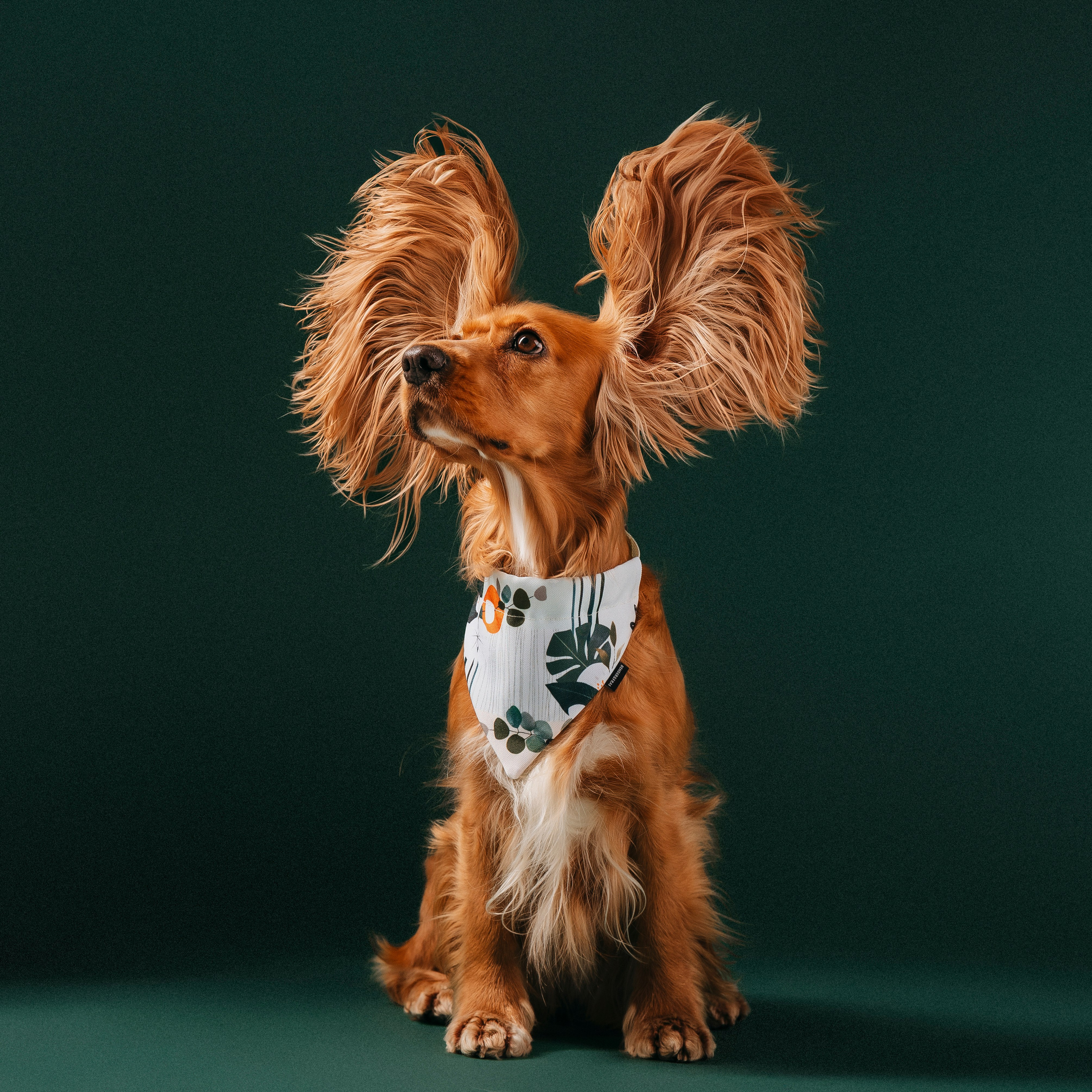 B&F. Амуниция