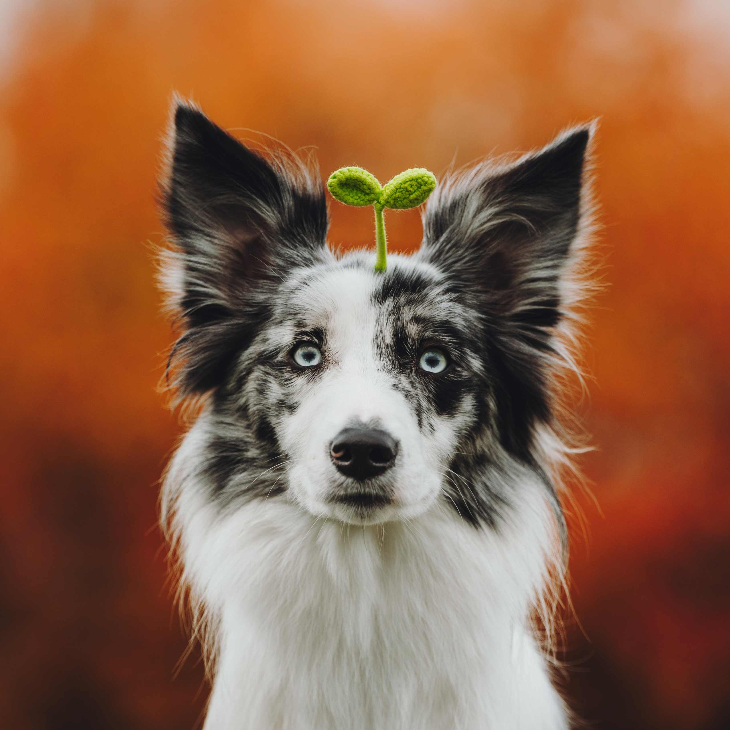 Лилу, Ри и Тучка