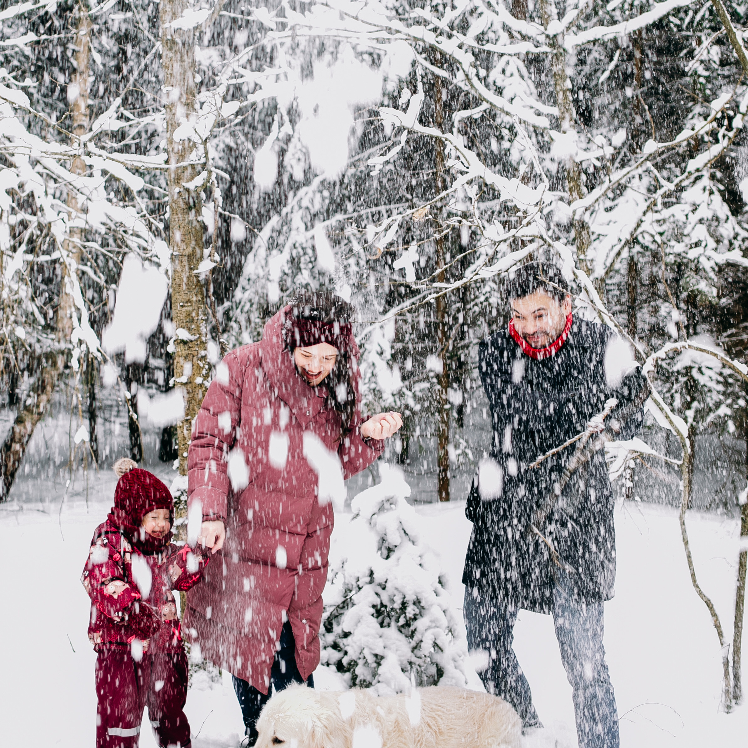 Снежный день в еловом лесу