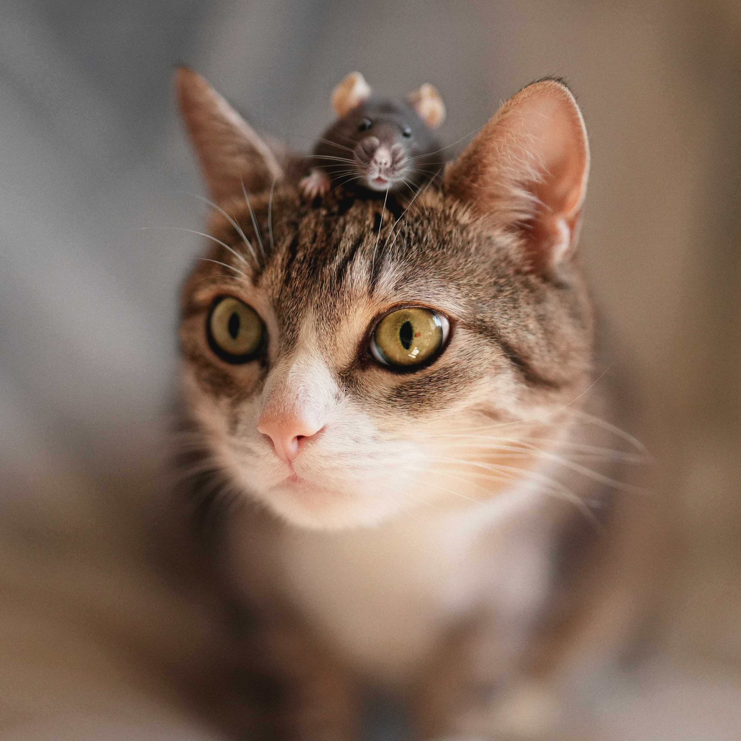 «Мур-Мяу» Котокафе