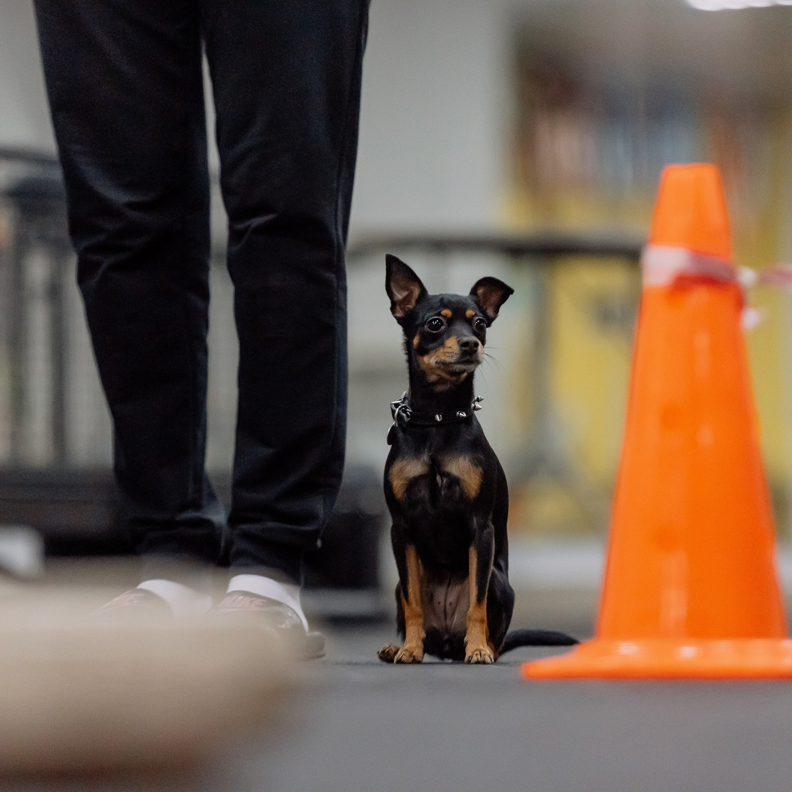 Отзывы. Фотограф Анималист Екатерина Справцева в Нижнем Новгороде