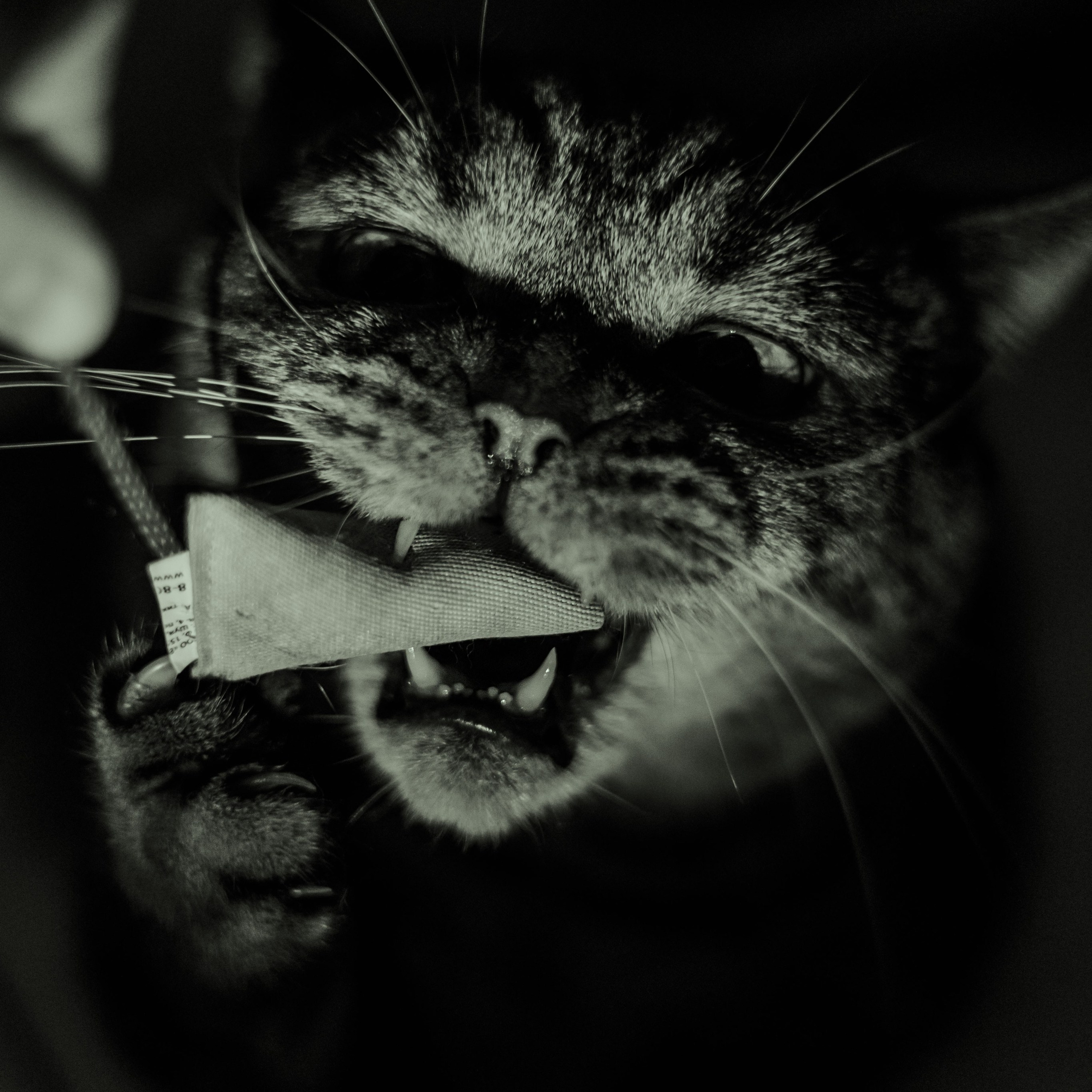 Отзывы. Фотограф Анималист Екатерина Справцева в Нижнем Новгороде