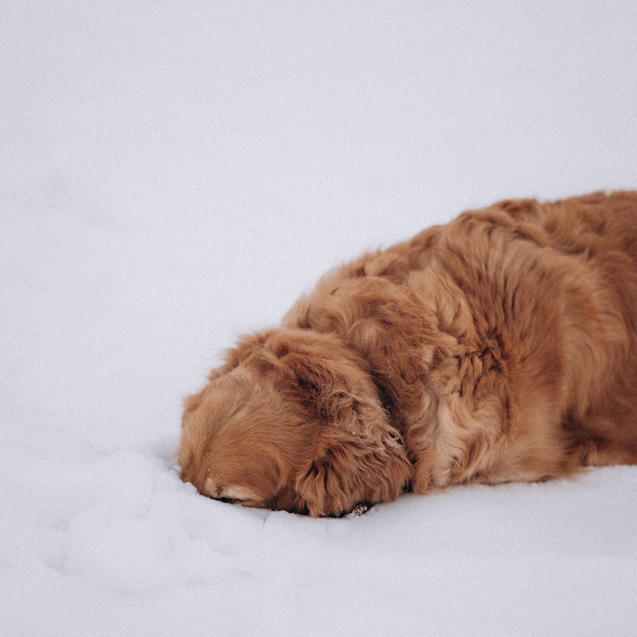 Отзывы. Фотограф Роман Блинов
