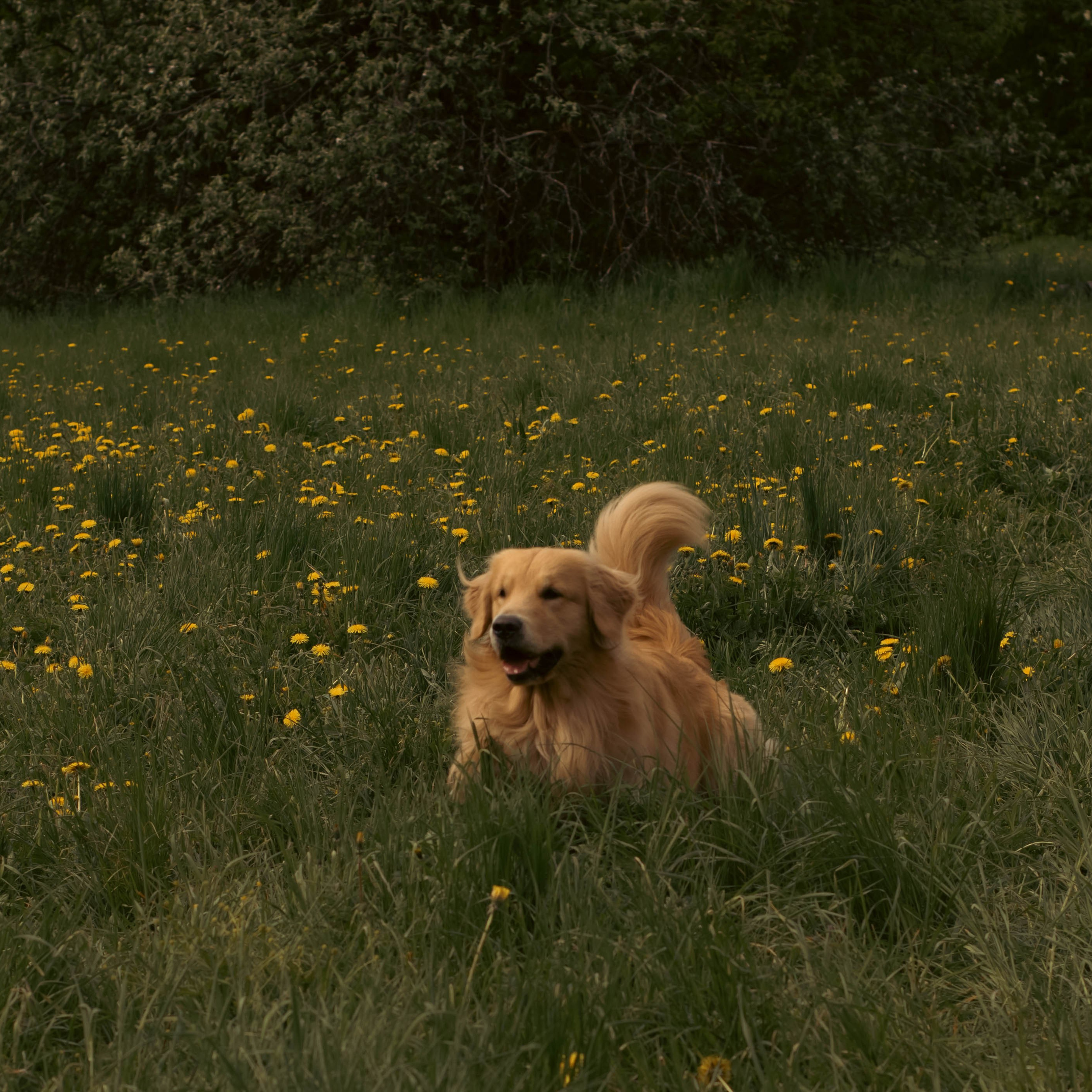 К/Ф «Надежда»