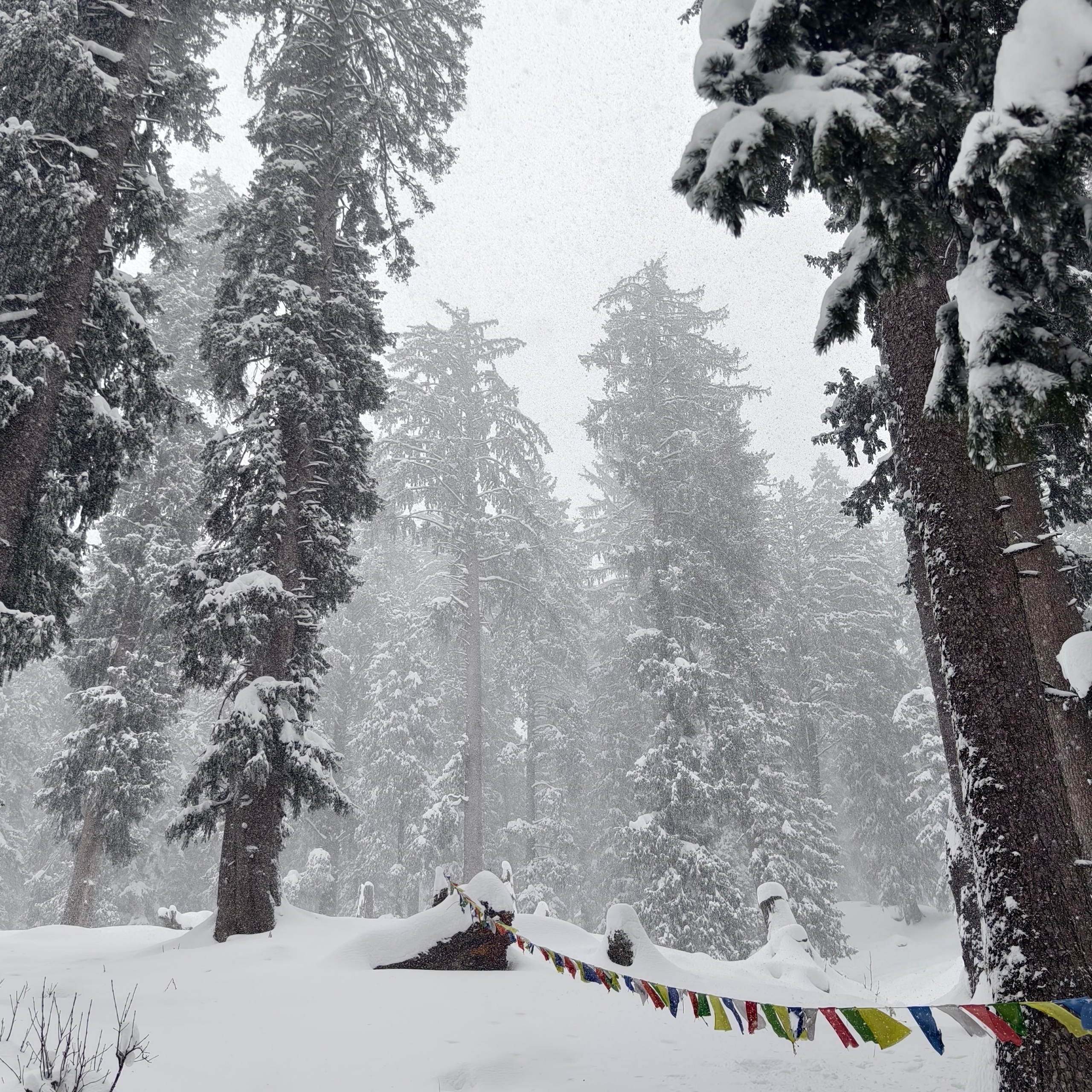 Путешествие в Долину Богов — Манали. Айгуль Лотфуллина. #АйгульТВ. Фотограф в Адлере и Сочи, Красной Поляне