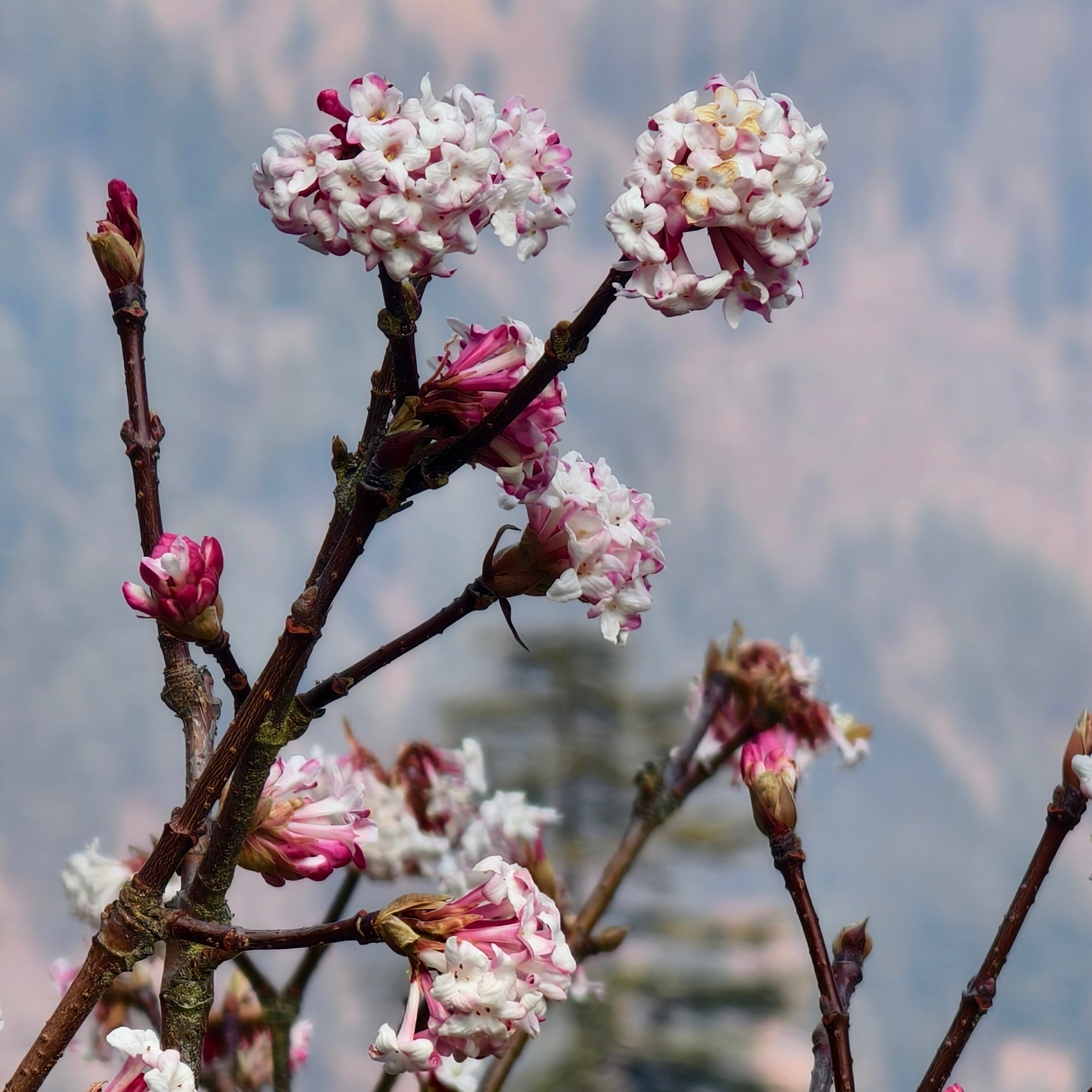 Путешествие в Долину Богов — Манали. Айгуль Лотфуллина. #АйгульТВ. Фотограф в Адлере и Сочи, Красной Поляне