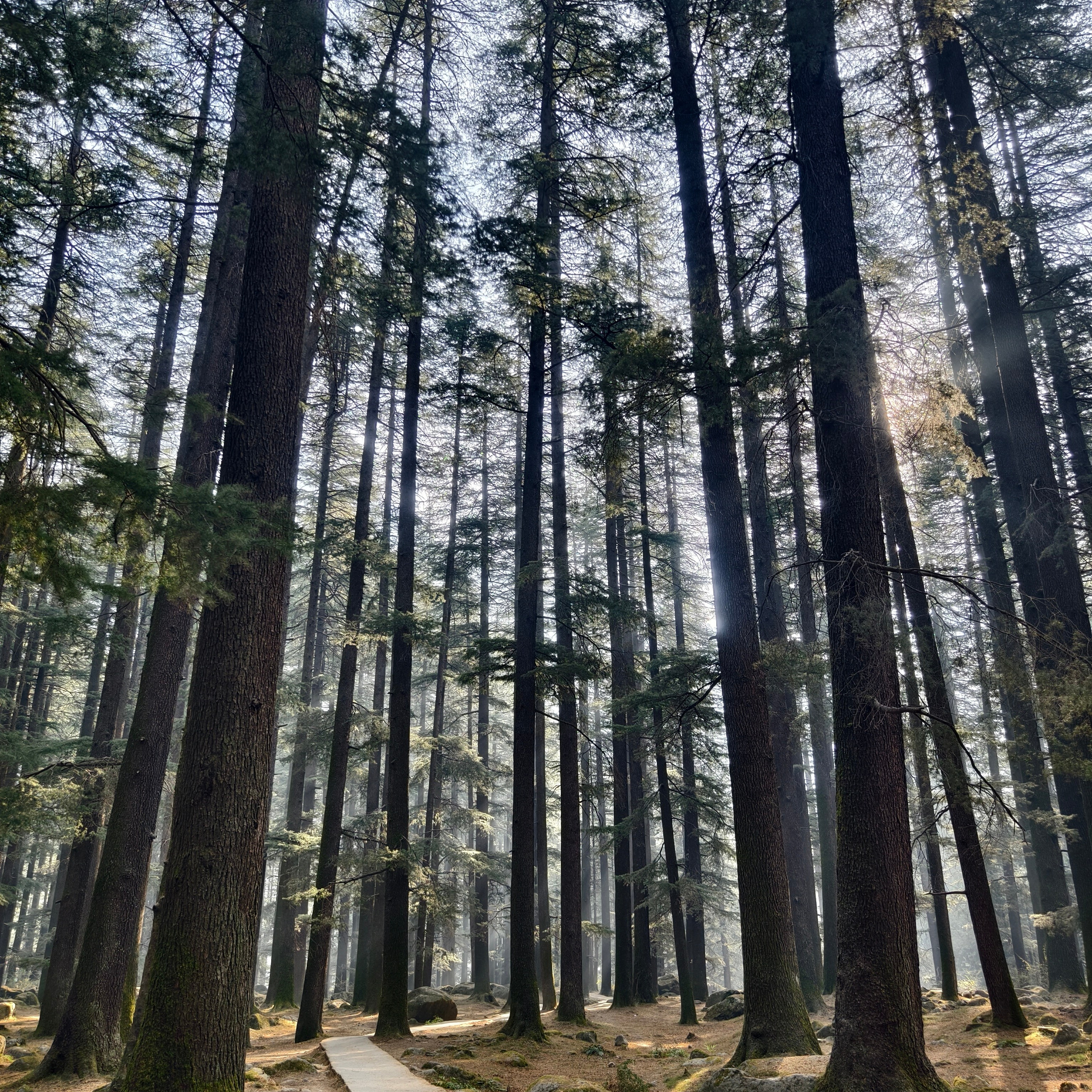 Путешествие в Долину Богов — Манали. Айгуль Лотфуллина. #АйгульТВ. Фотограф в Адлере и Сочи, Красной Поляне