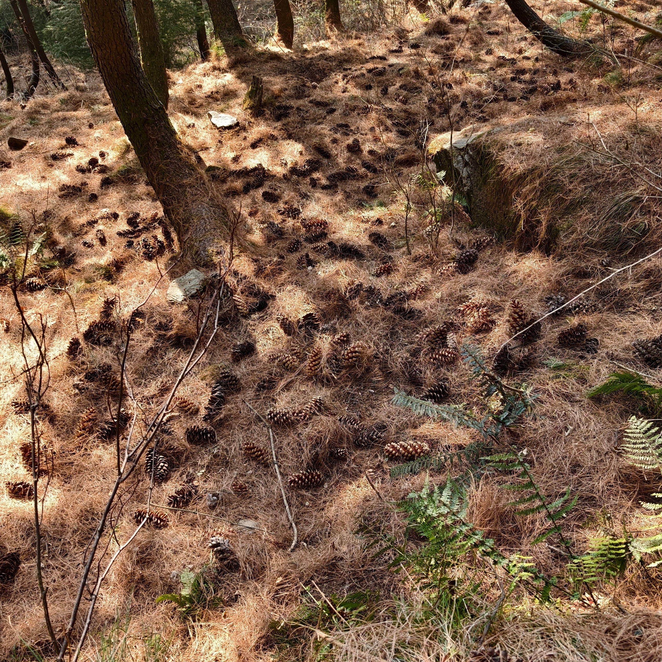 Путешествие в Долину Богов — Манали. Айгуль Лотфуллина. #АйгульТВ. Фотограф в Адлере и Сочи, Красной Поляне