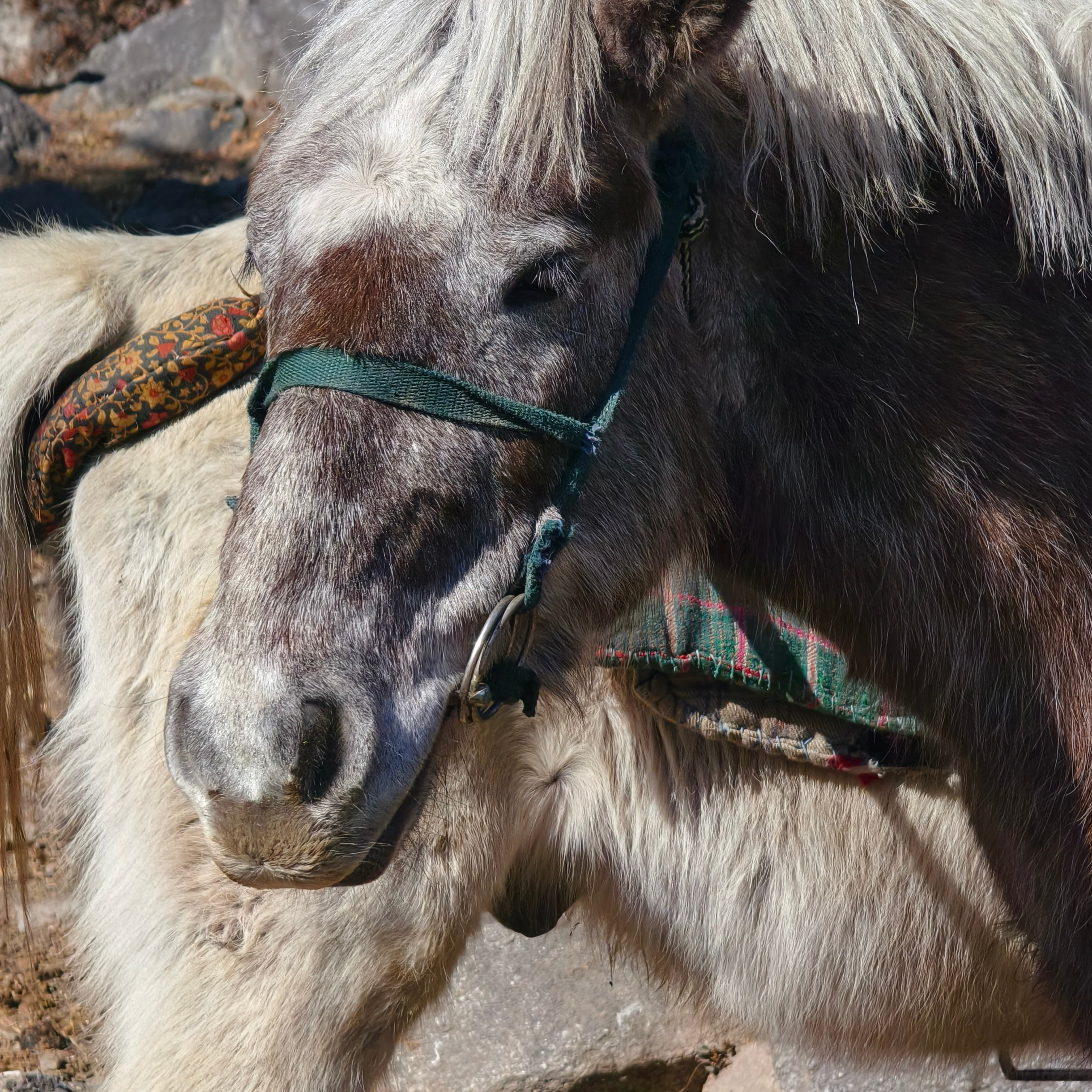 Путешествие в Долину Богов — Манали. Айгуль Лотфуллина. #АйгульТВ. Фотограф в Адлере и Сочи, Красной Поляне