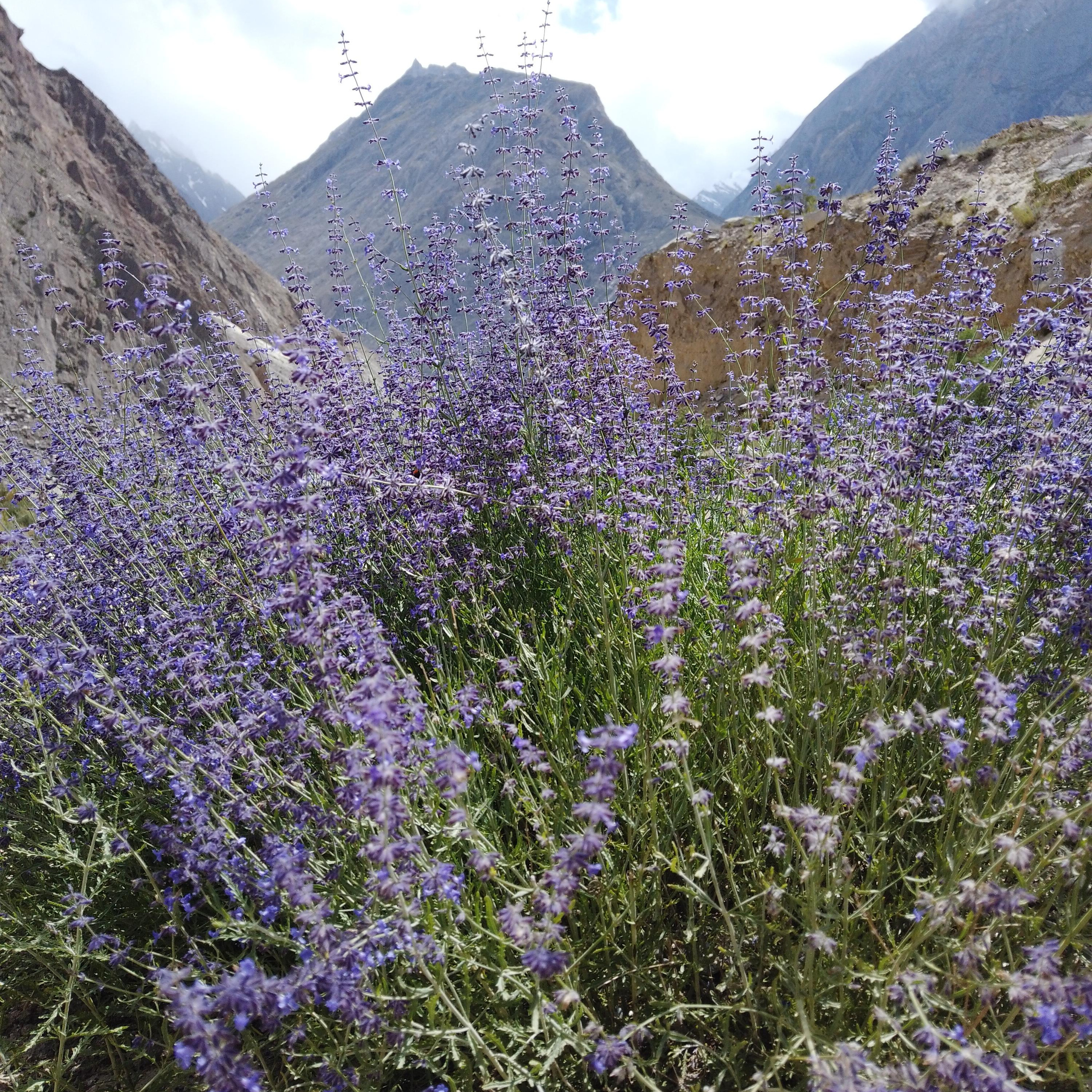Пакистан 2019, путевые заметки, Лотфуллина Айгуль. Айгуль Лотфуллина. #АйгульТВ. Фотограф в Адлере и Сочи, Красной Поляне