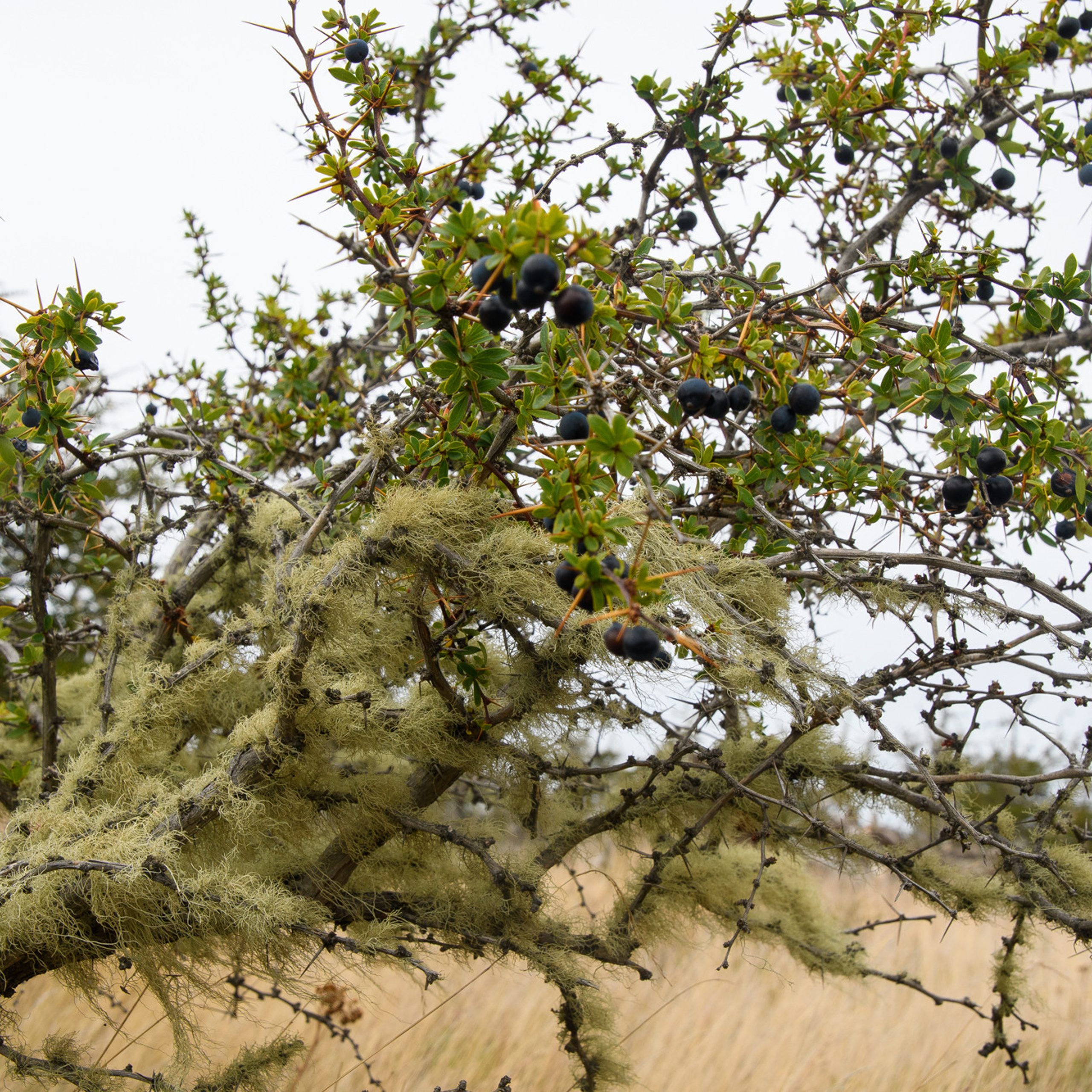 Патагония 2019. Айгуль Лотфуллина. #АйгульТВ. Фотограф в Адлере и Сочи, Красной Поляне
