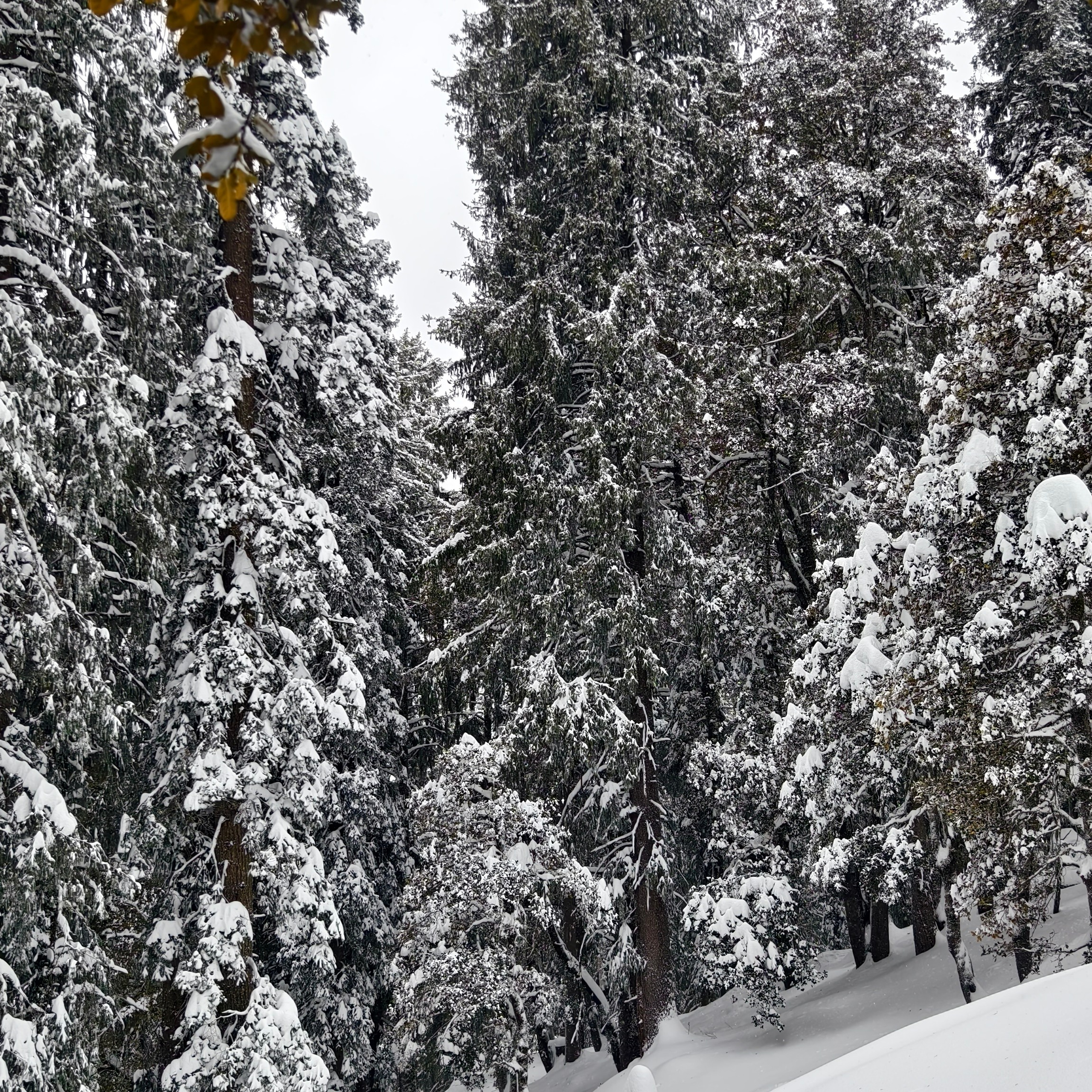 Путешествие в Долину Богов — Манали. Айгуль Лотфуллина. #АйгульТВ. Фотограф в Адлере и Сочи, Красной Поляне